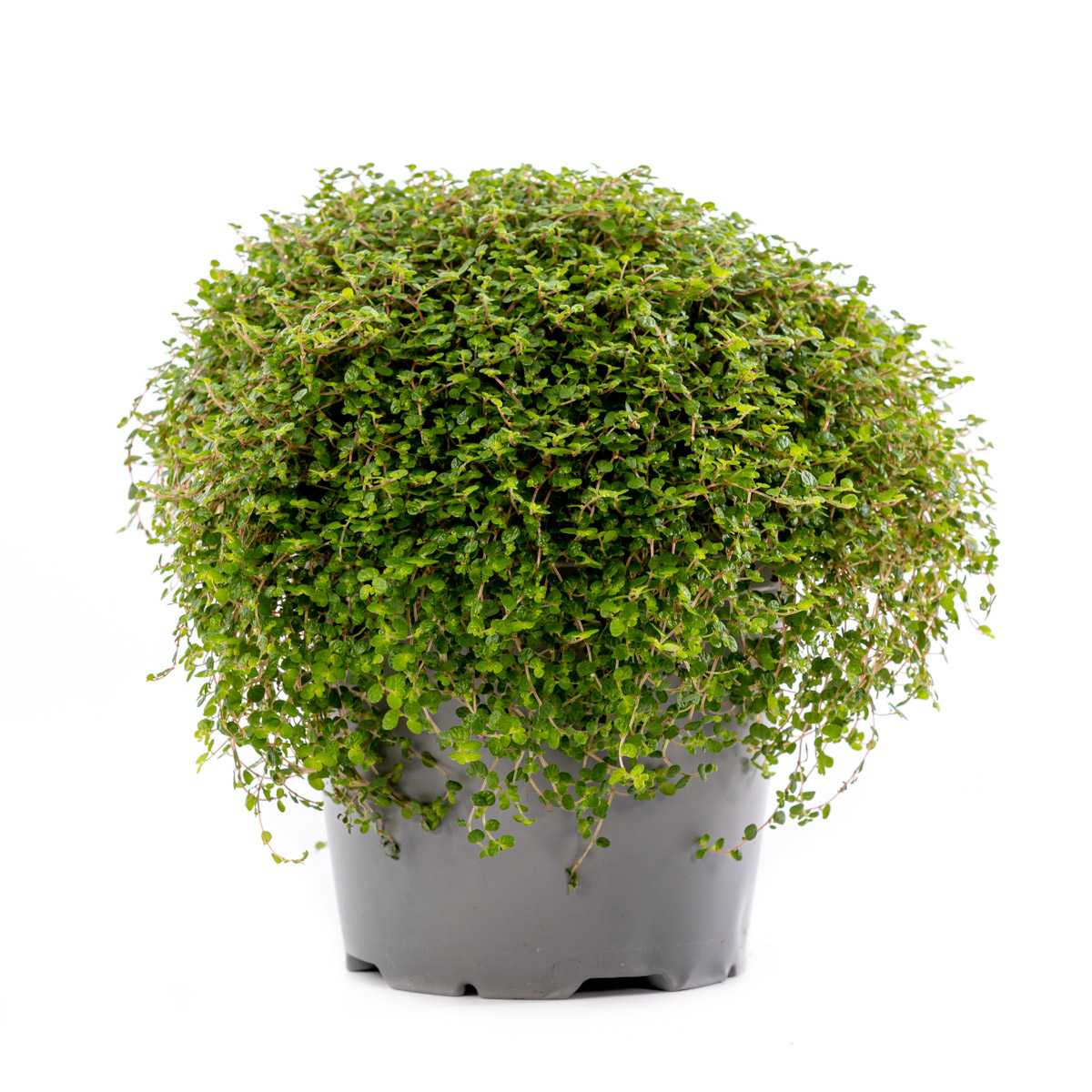 Soleirolia soleirolii 14 cm