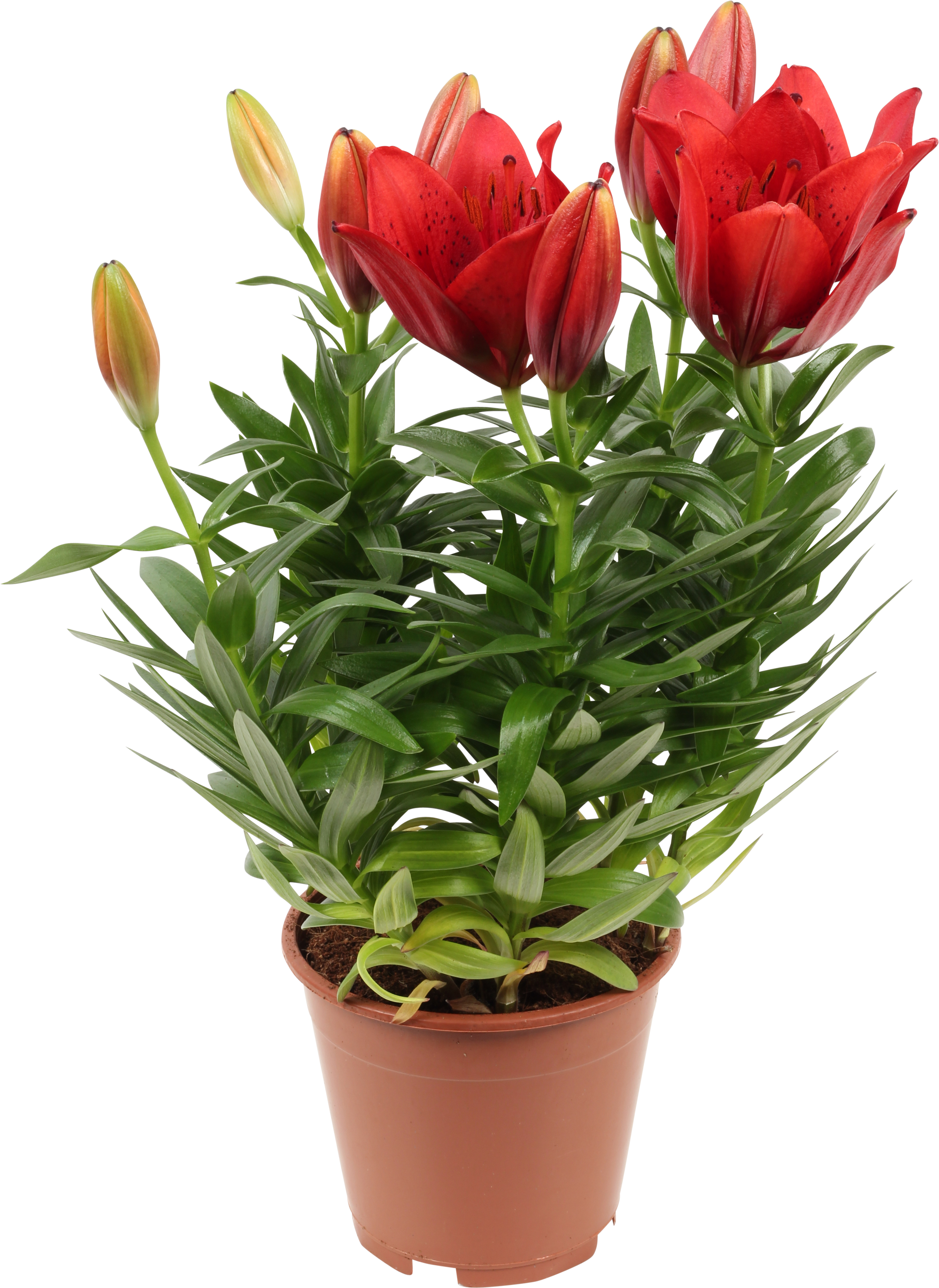 Lilium 'Tiny mix Aziaten' mix 13 cm