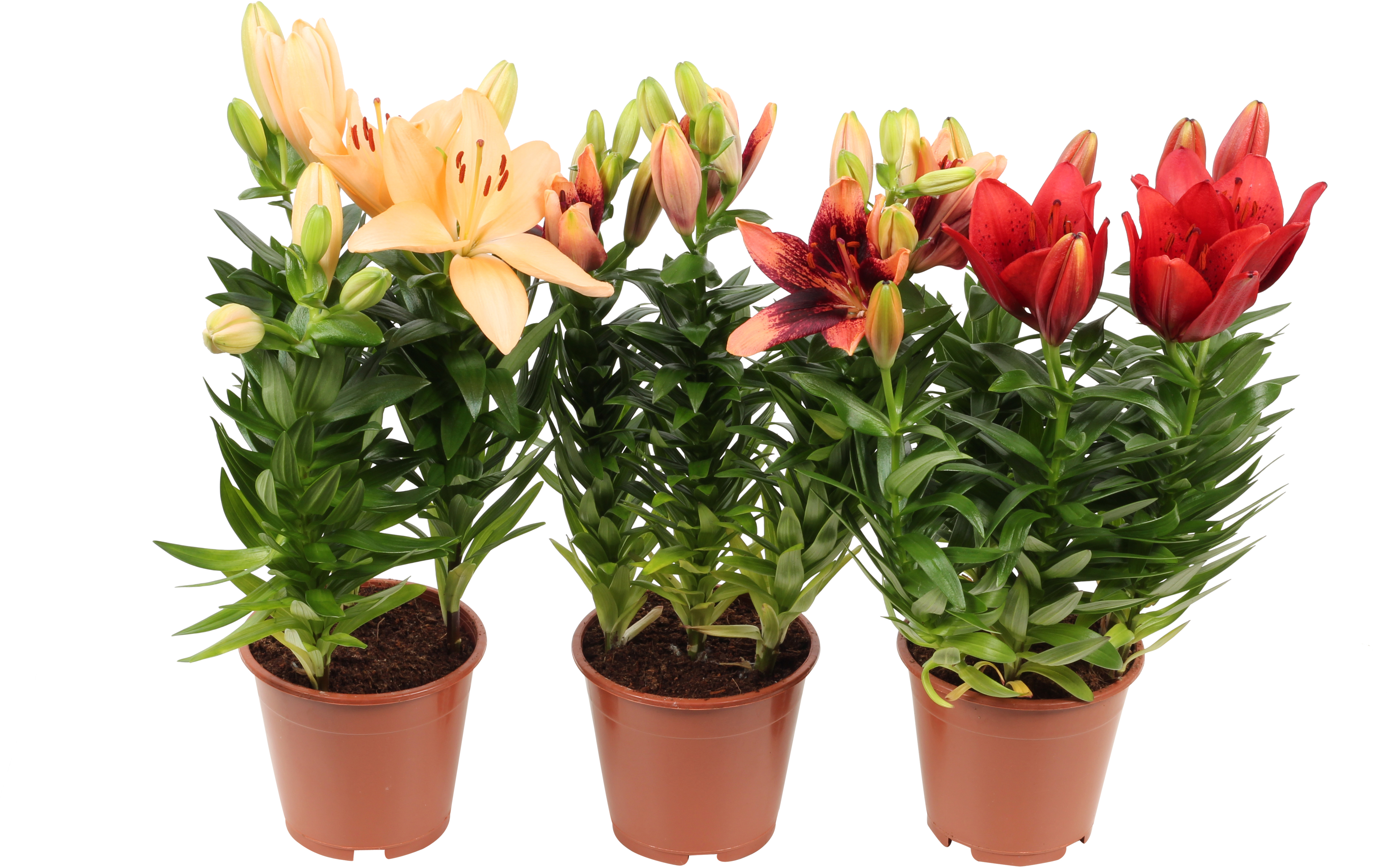 Lilium 'Tiny mix Aziaten' mix 13 cm