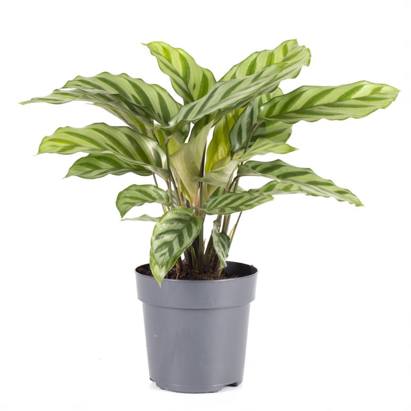 Calathea 'Freddy' 11 cm