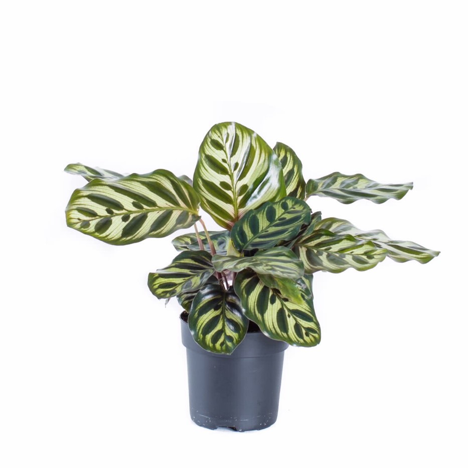 Calathea makoyana 17 cm