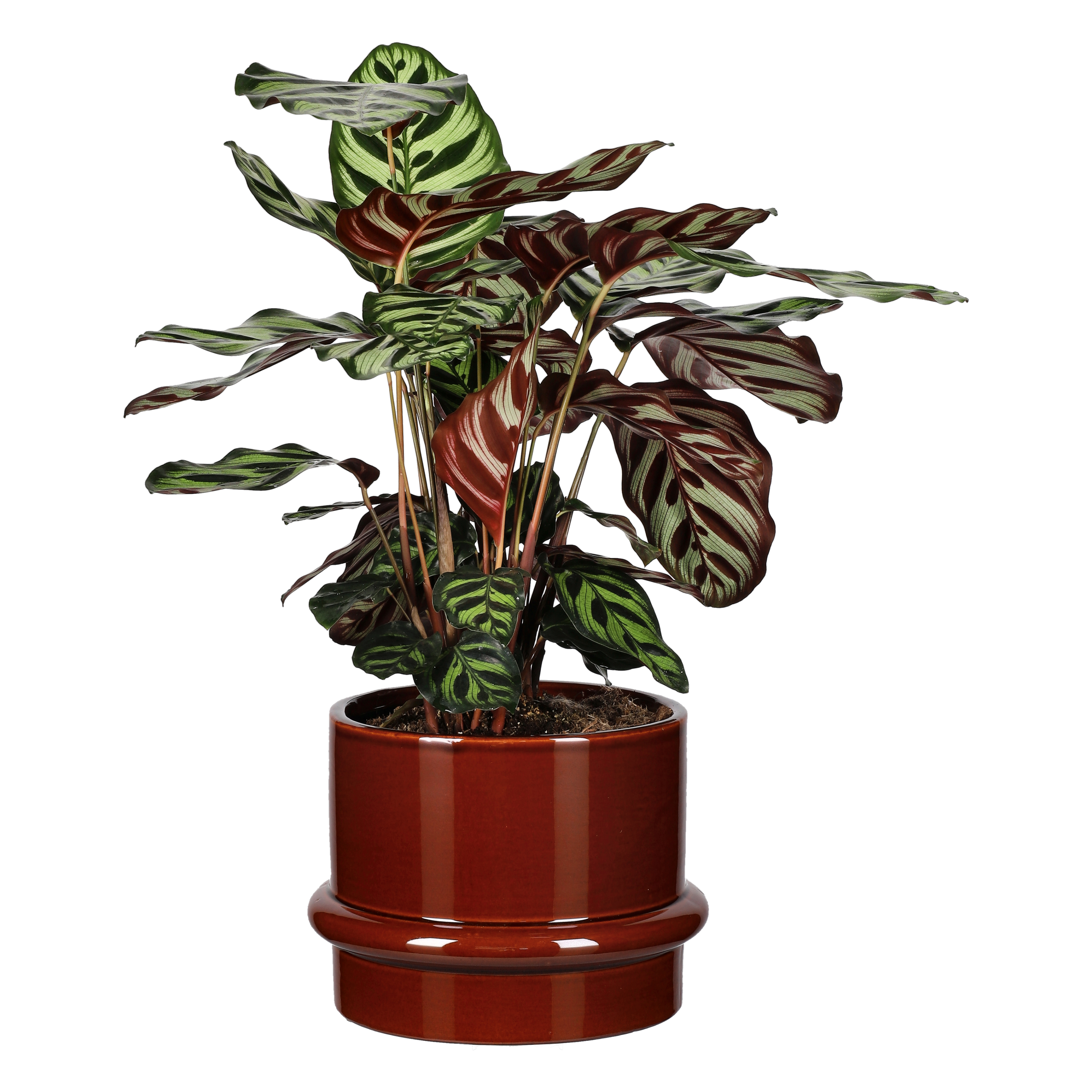 Calathea makoyana 17 cm