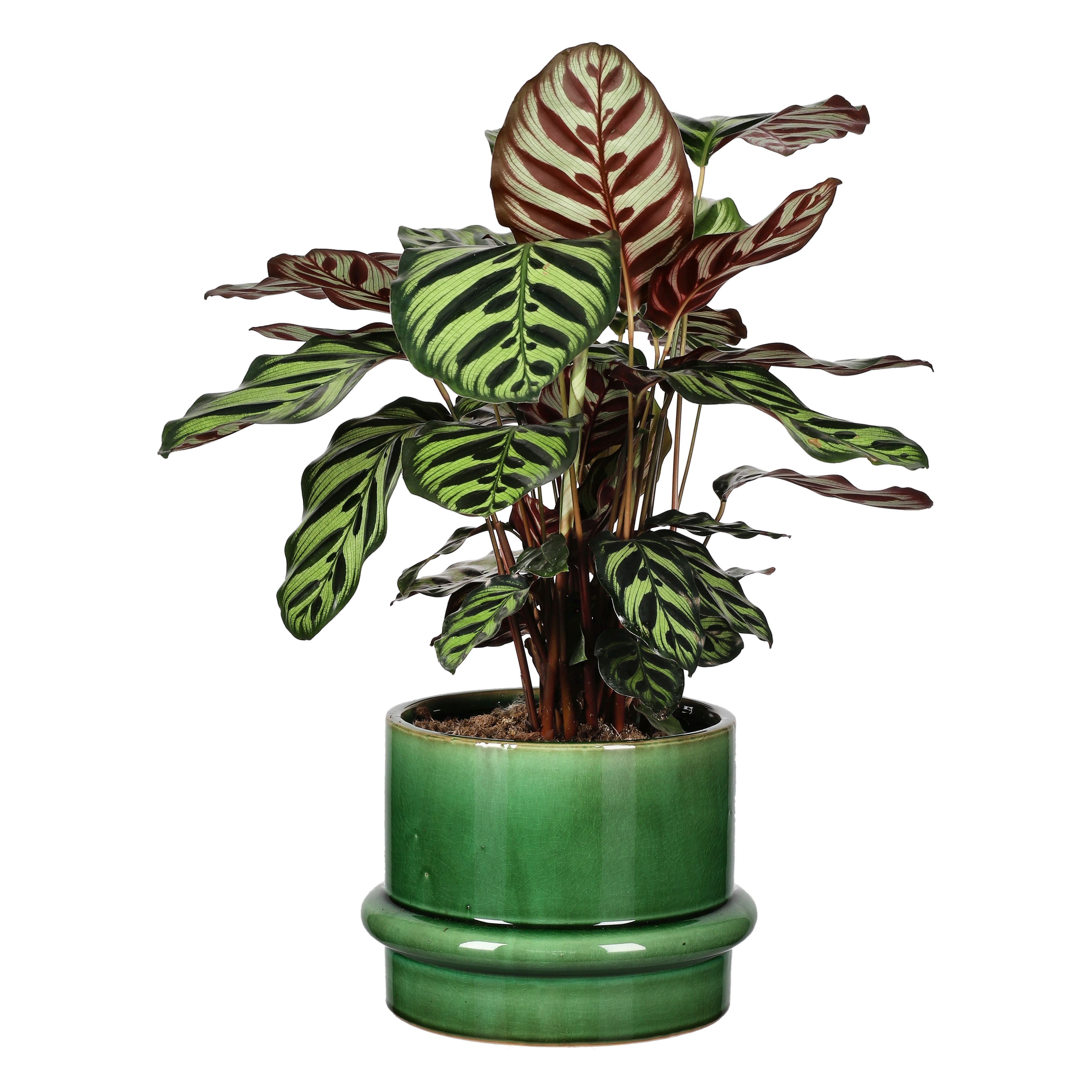 Calathea makoyana 17 cm