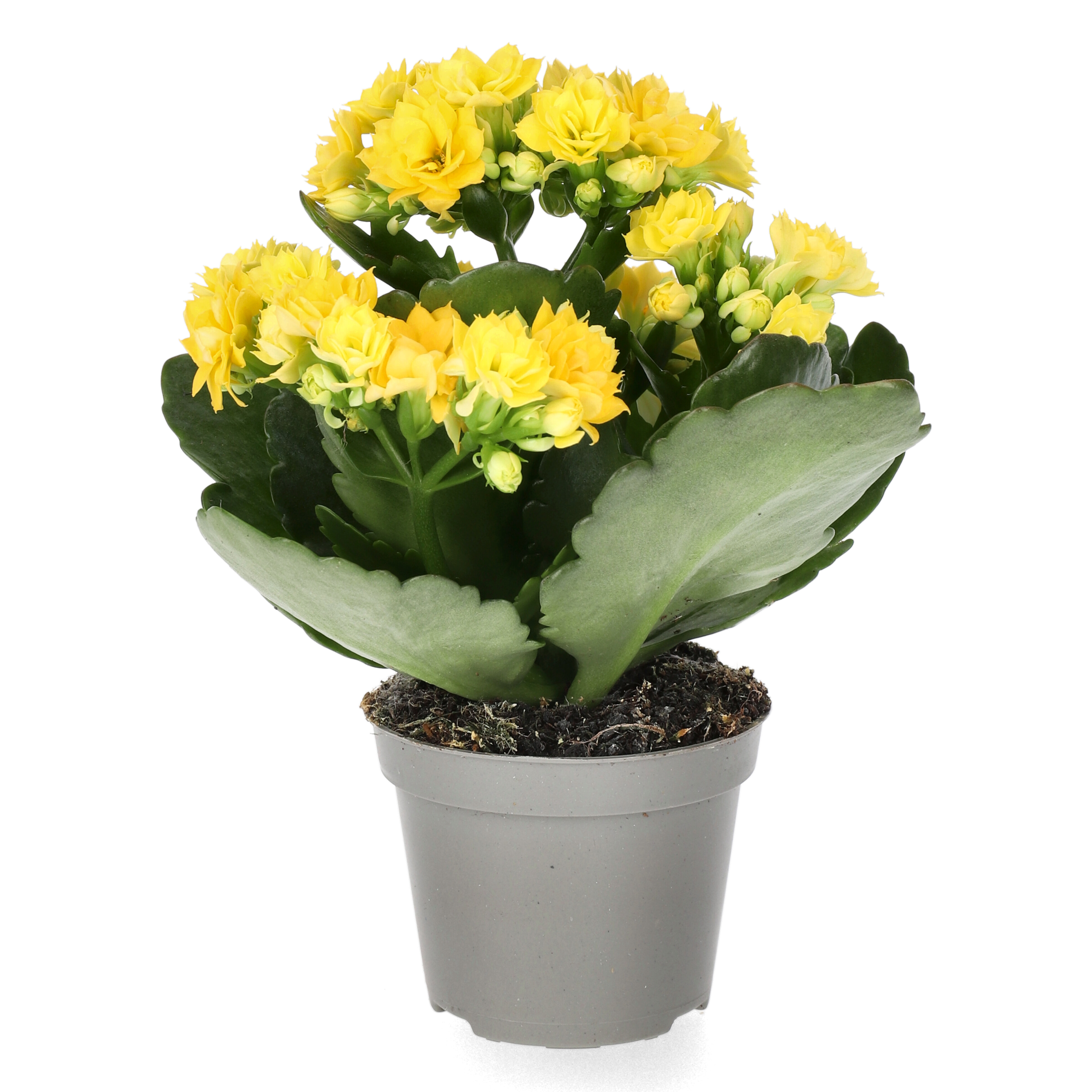 Kalanchoe mini Yellow 6 cm
