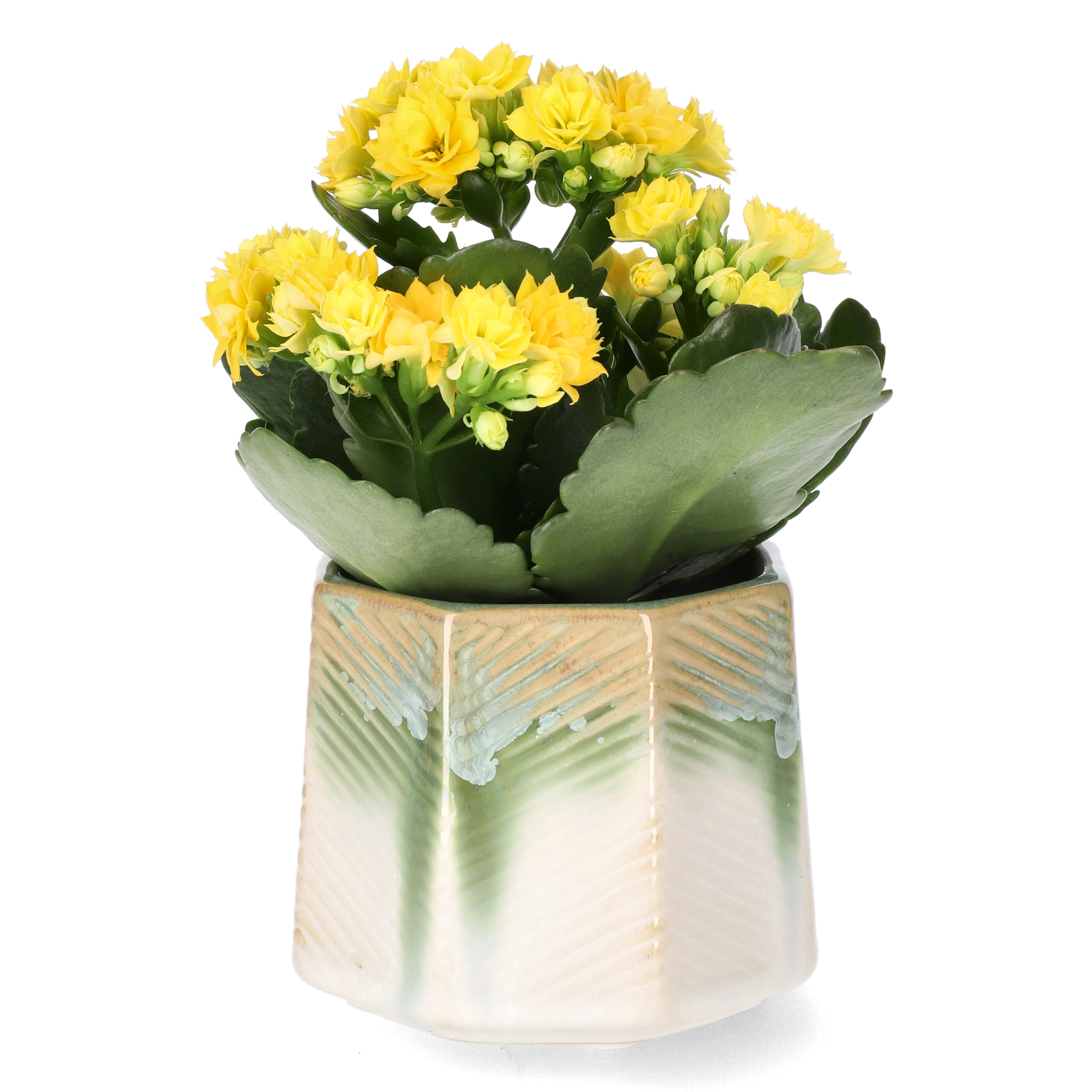 Kalanchoe mini Yellow 6 cm