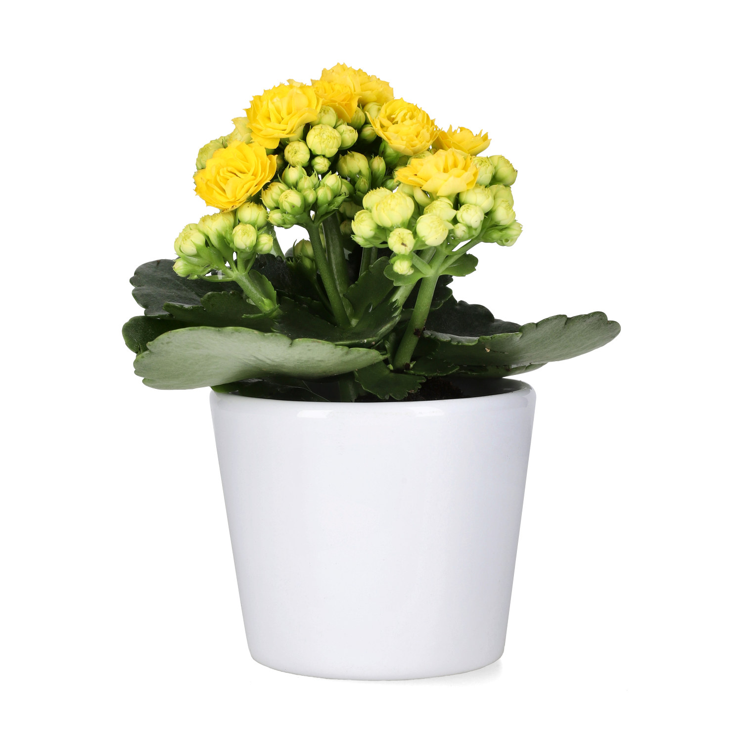 Kalanchoe mini Yellow 6 cm