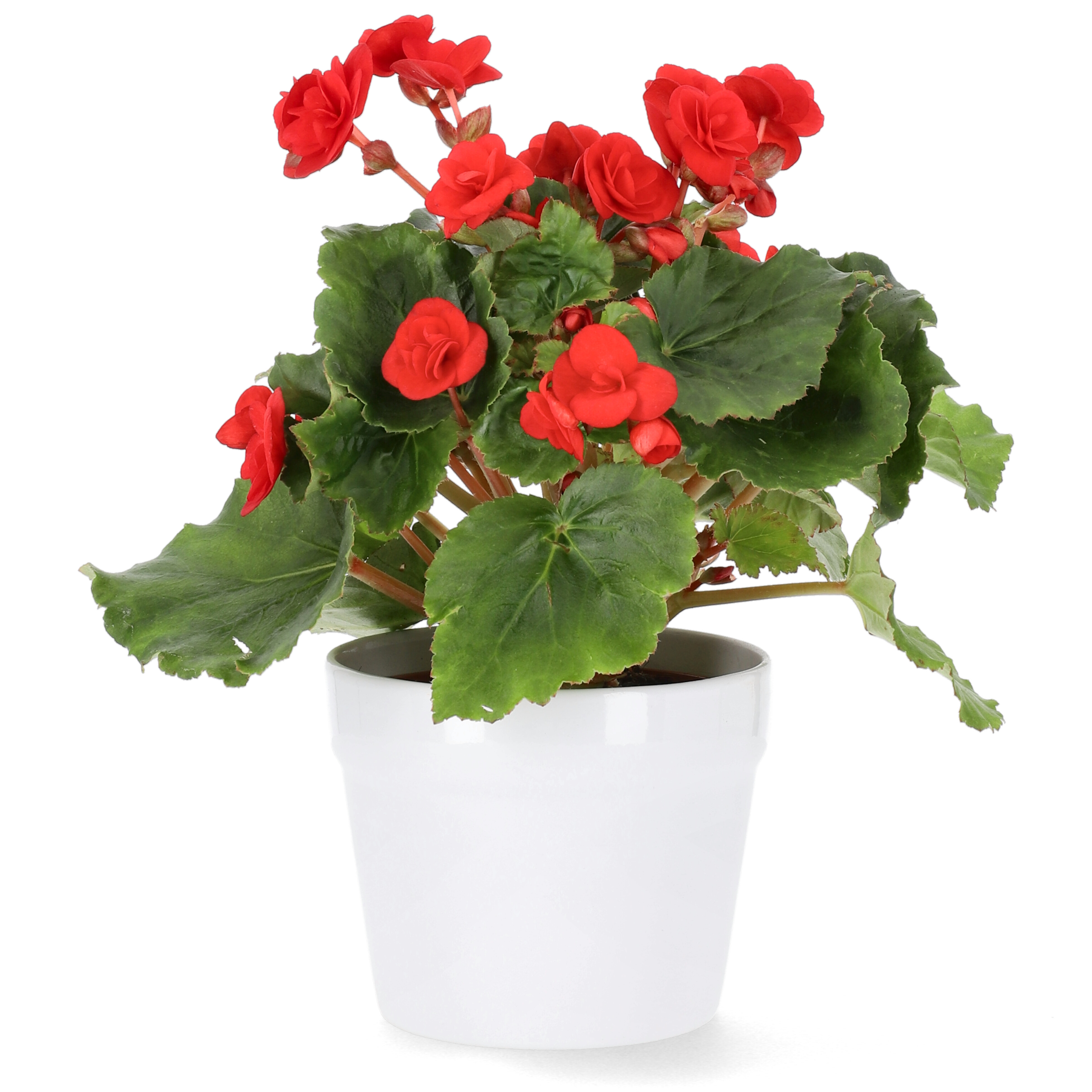 Begonia Red 12cm
