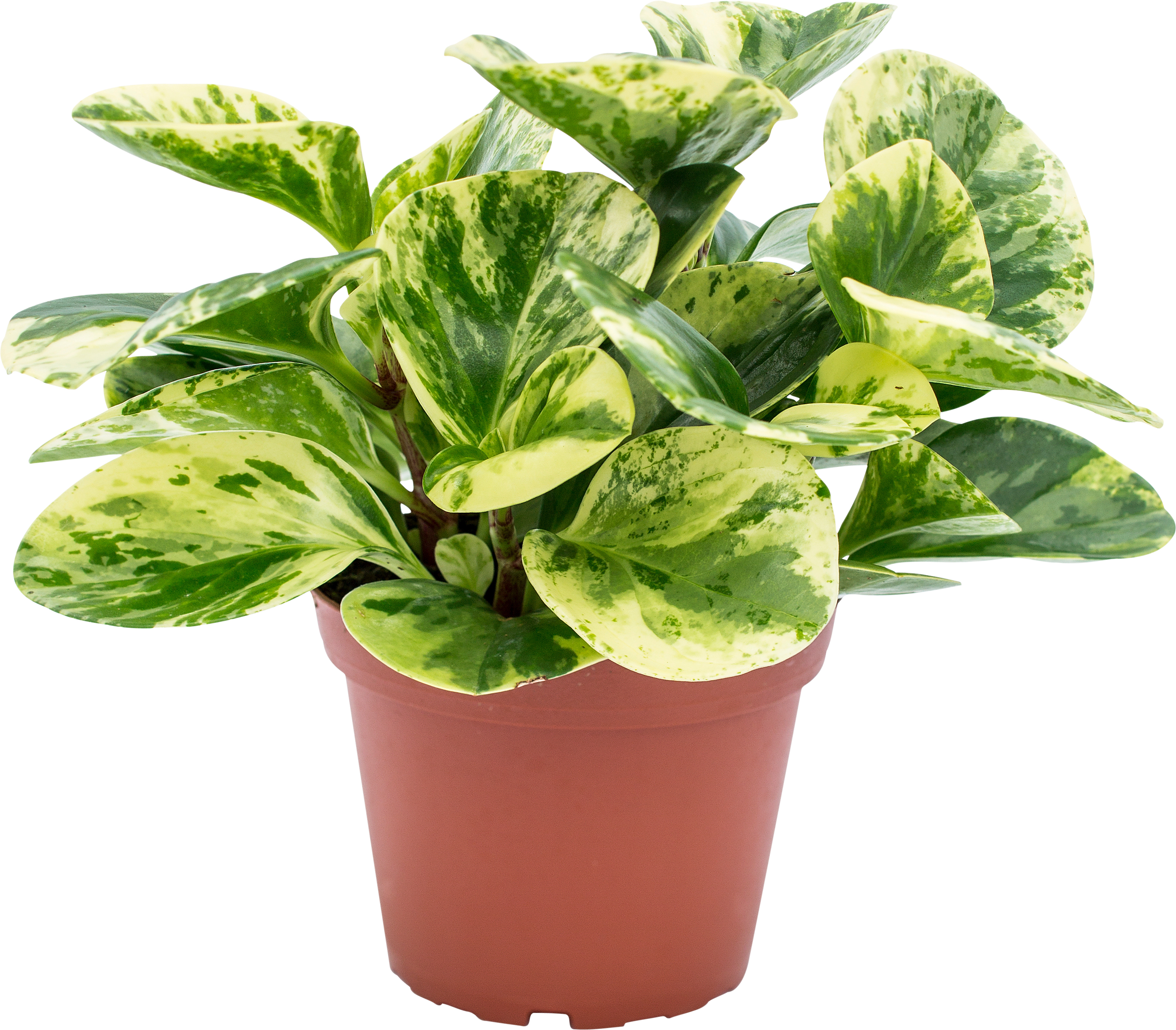 Peperomia obtusifolia 'Green Gold'