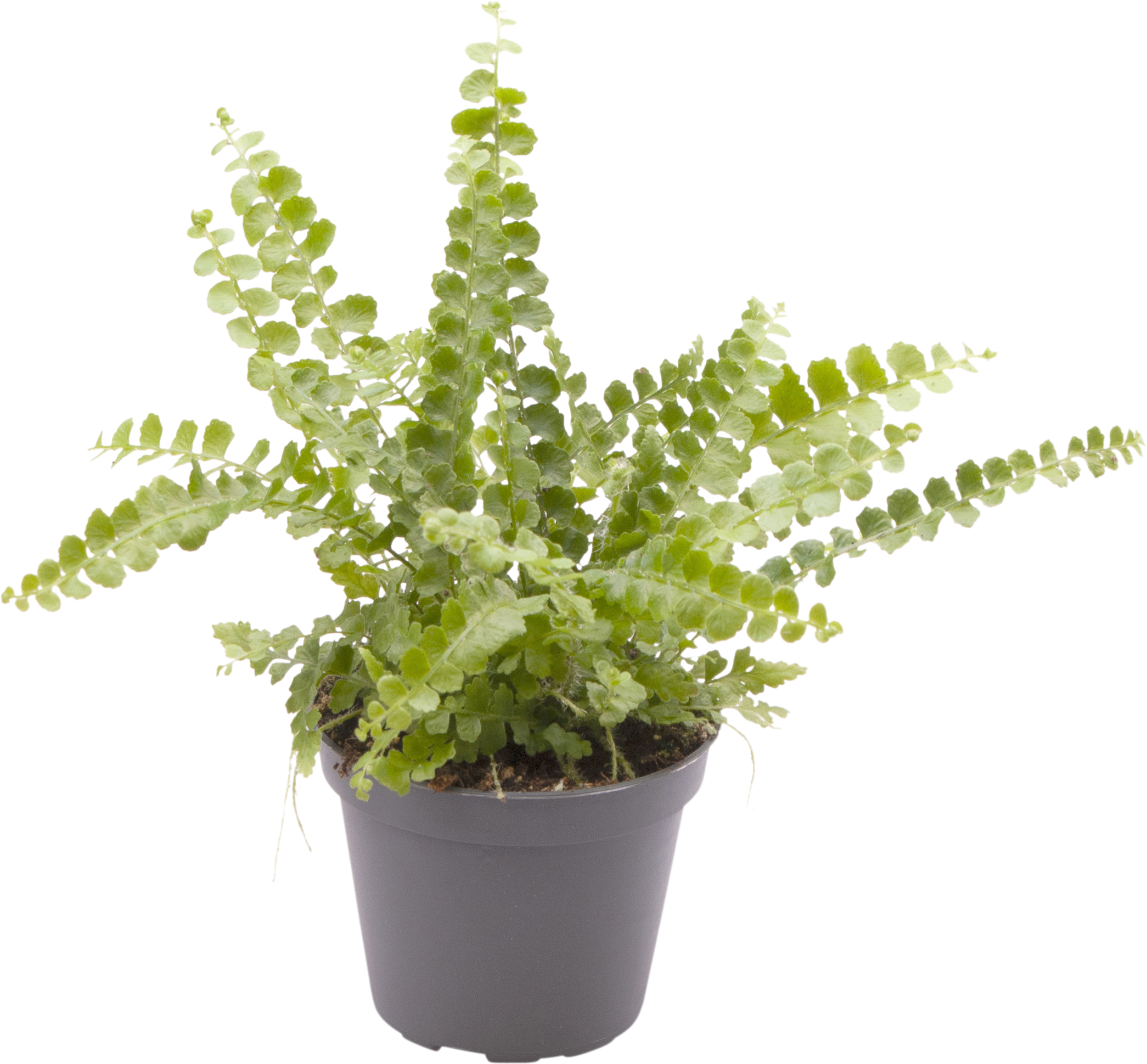 Nephrolepis exaltata 'Duffy' 6 cm