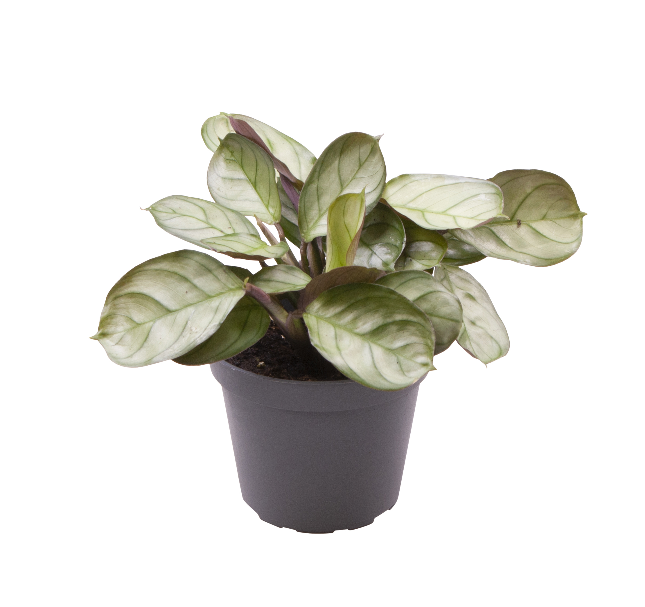 Moses stentavlor 'Mint' mini