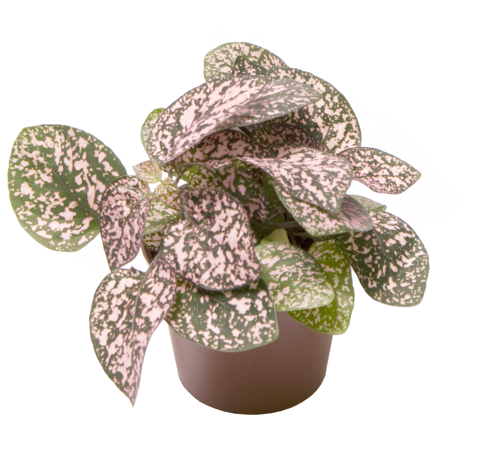 Rosenstänk 'Pink' mini