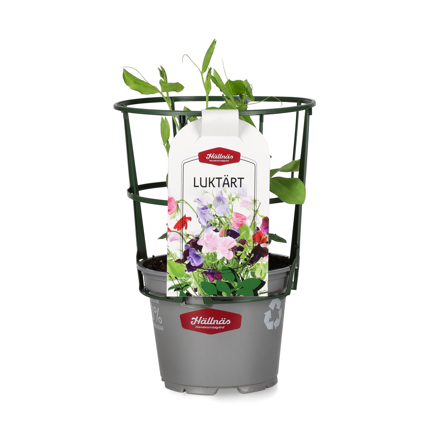 Lathyrus Oddor 'Royal mix' 12 cm