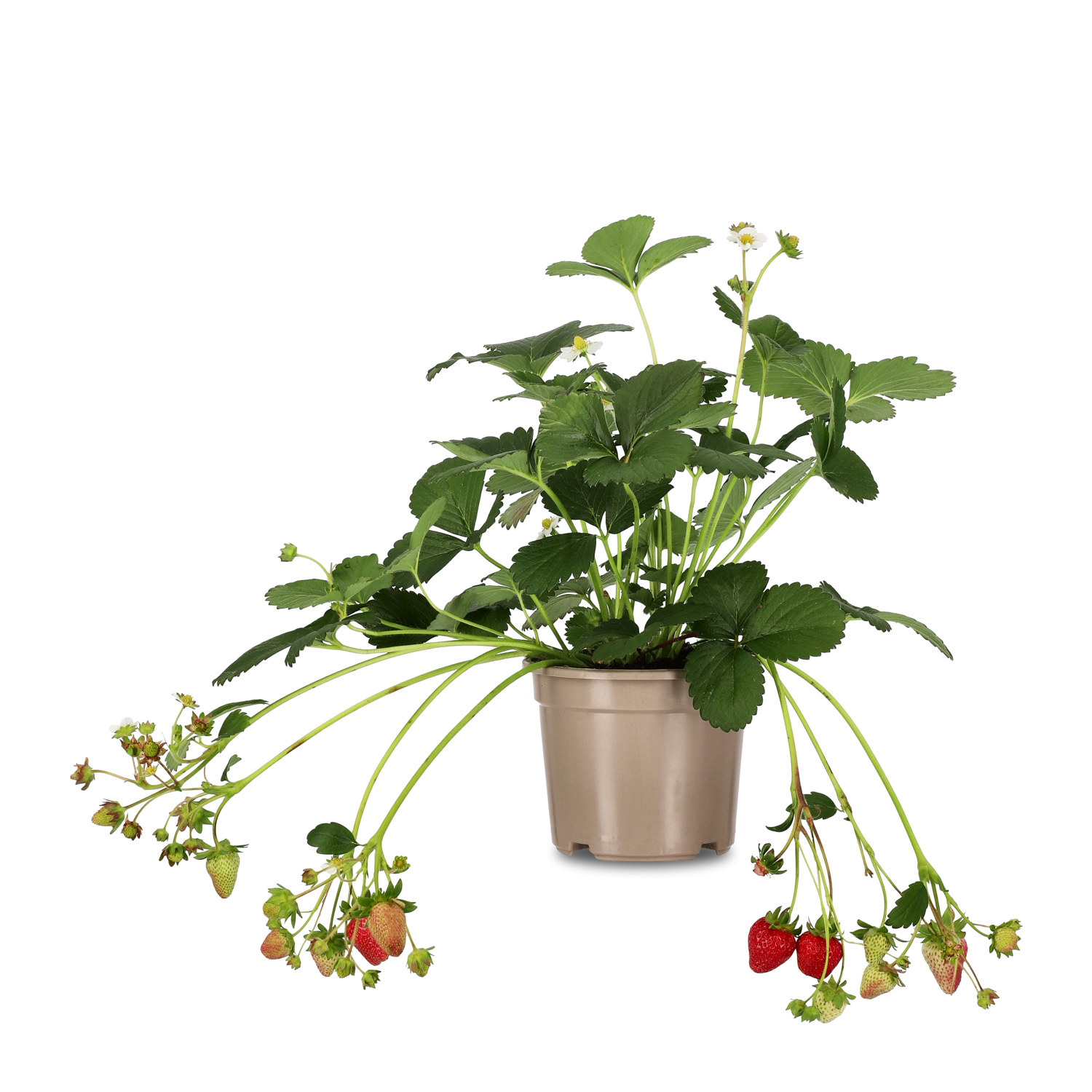 Fragaria x ananassa 'Delizz' 14cm