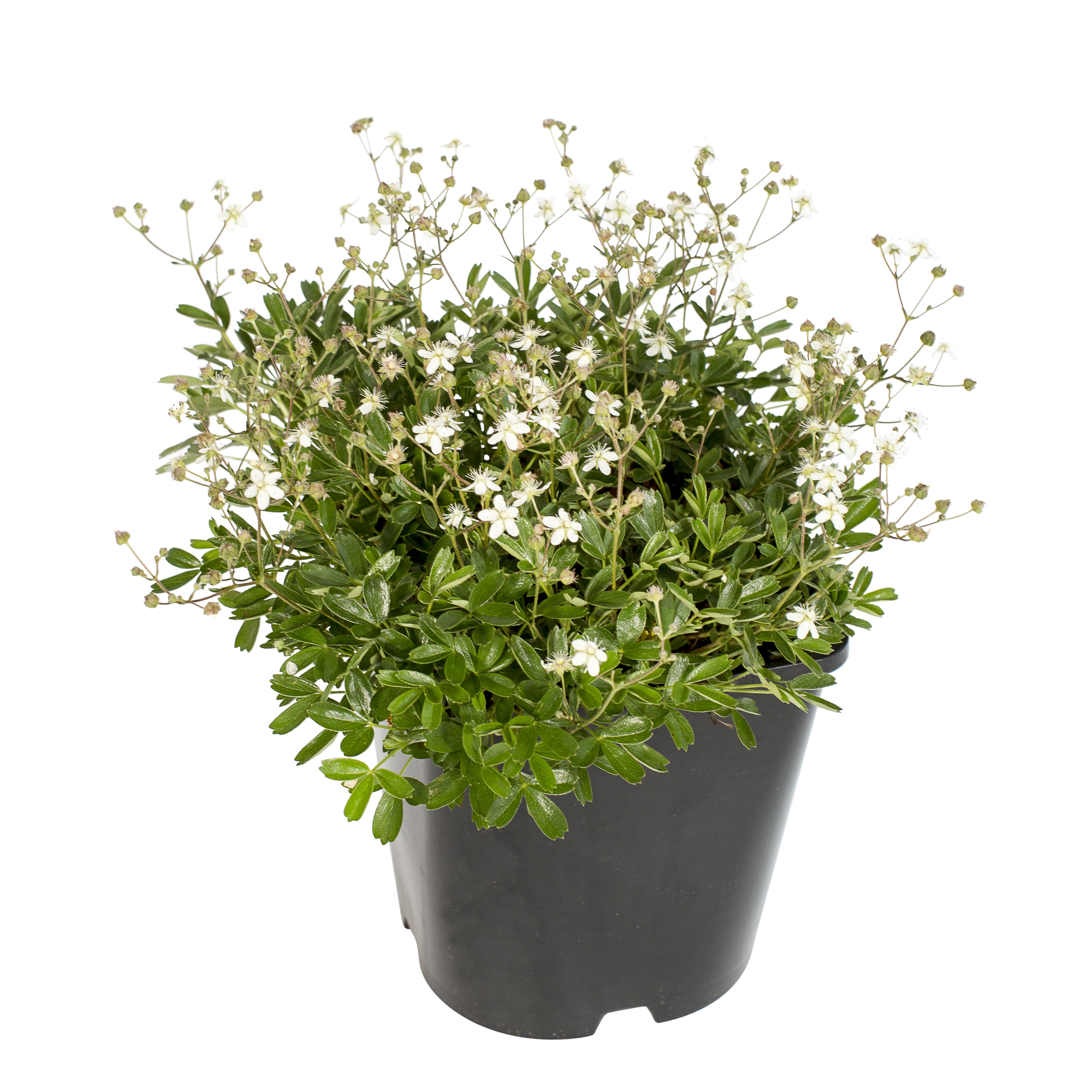 Sibbaldiopsis tridentata 'Nuuk' 4,5L