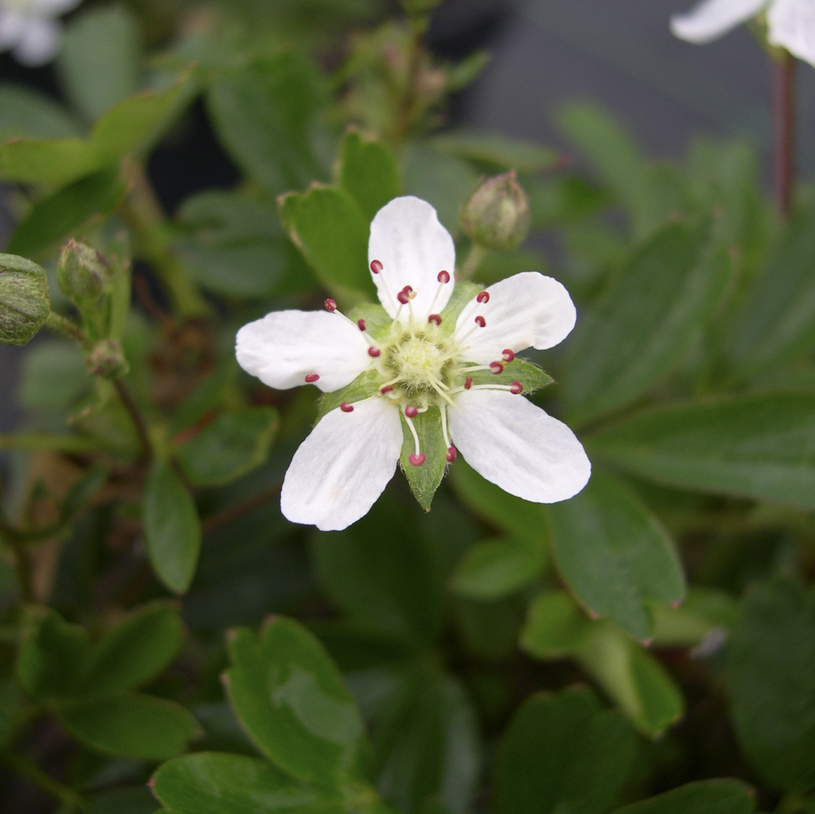 Sibbaldiopsis tridentata 'Nuuk' 4,5L