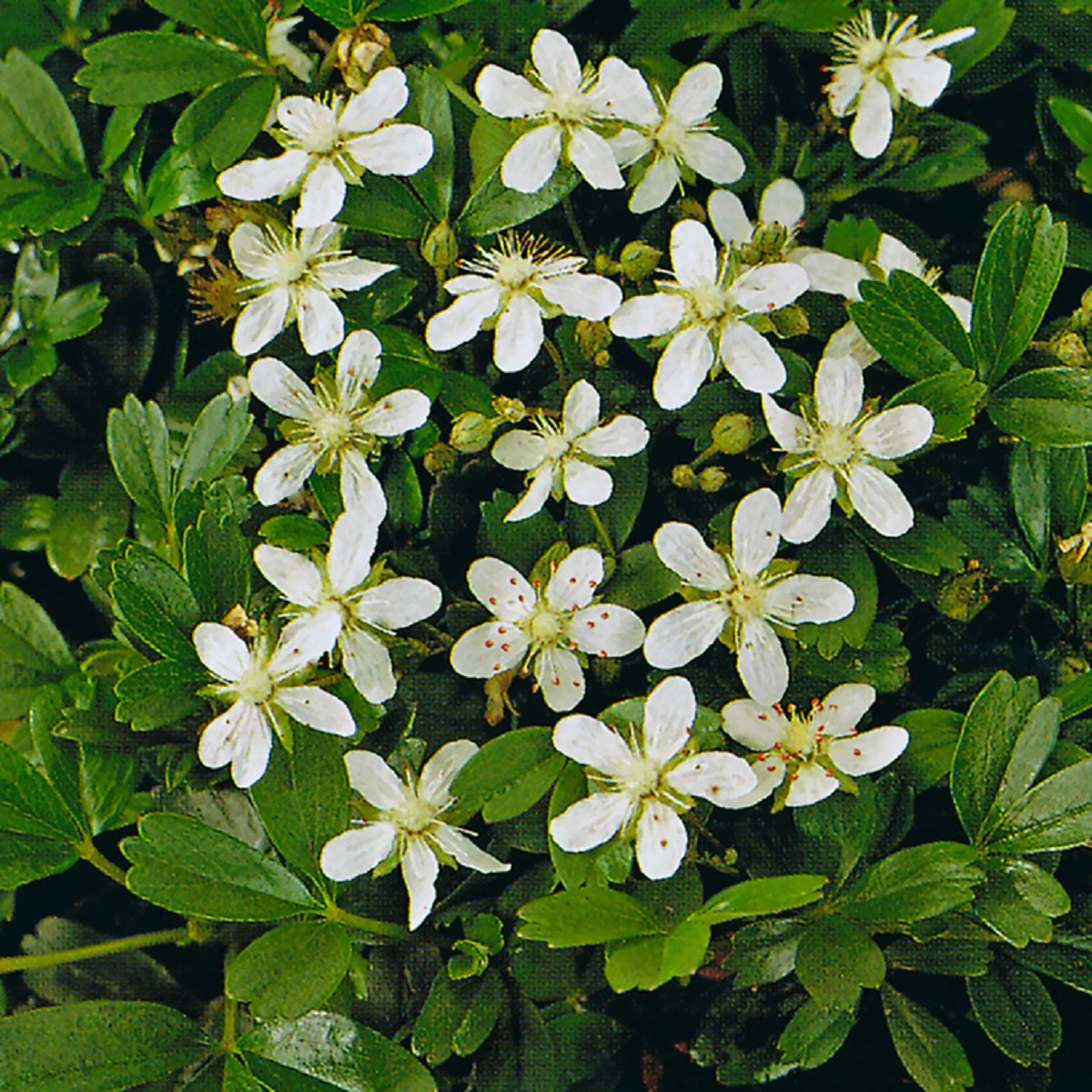 Sibbaldiopsis tridentata 'Nuuk' 4,5L