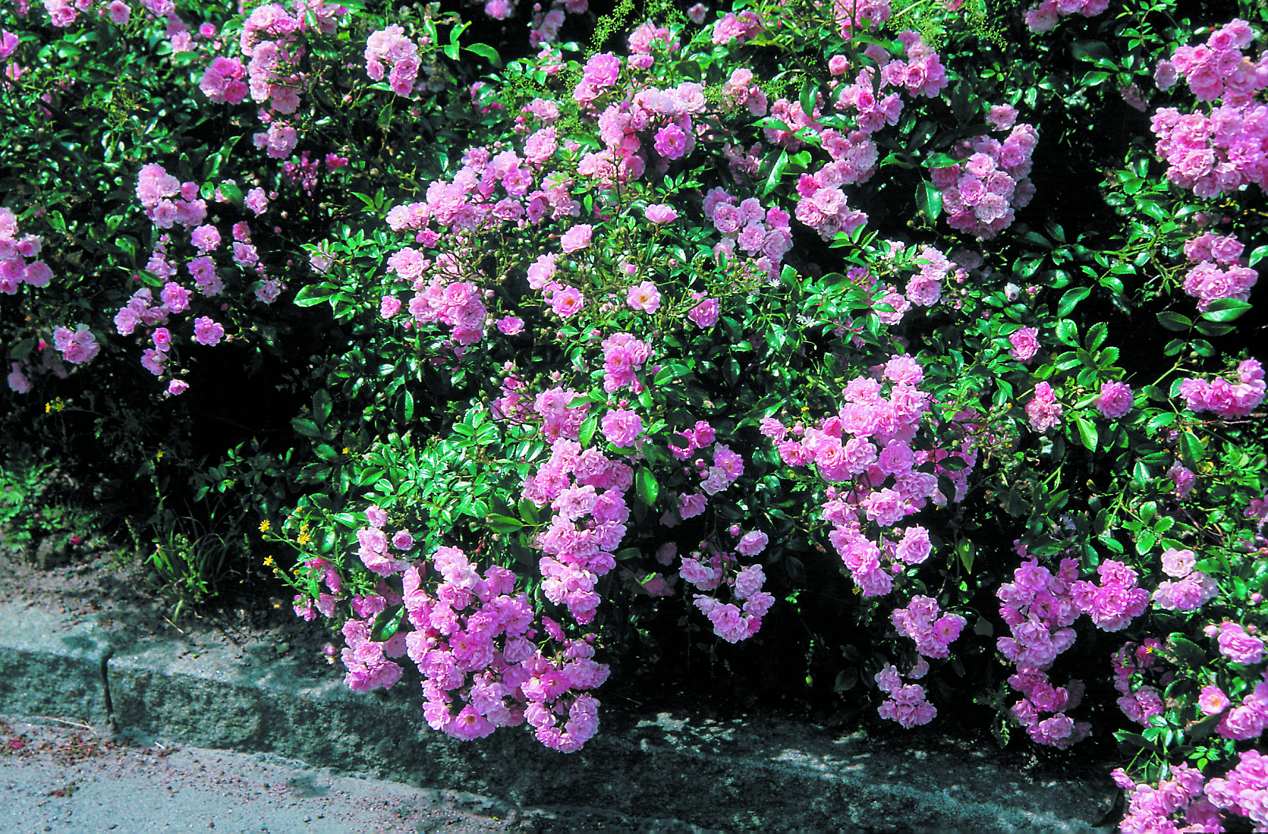 Bunndekkerose 'The Fairy'