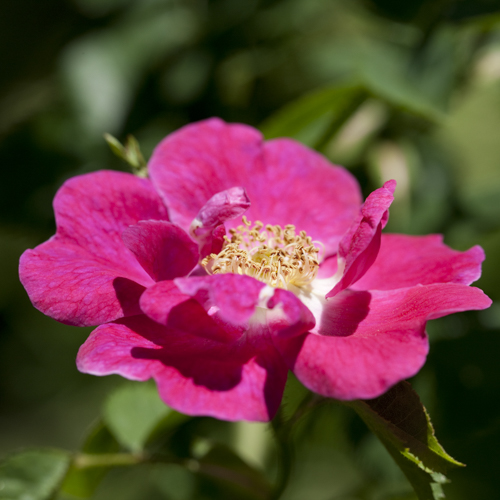 Rosa BEE FRIENDLY ROSA 3L