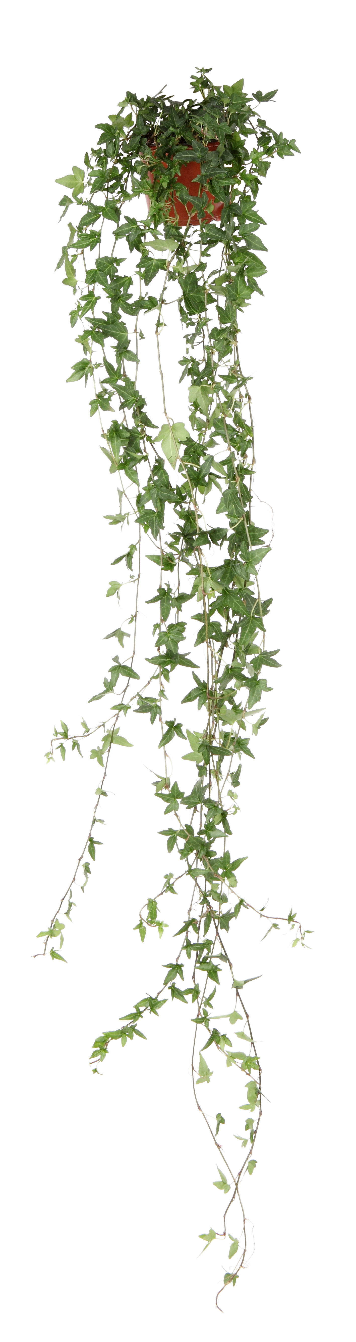 Hedera helix long ranks 12 cm