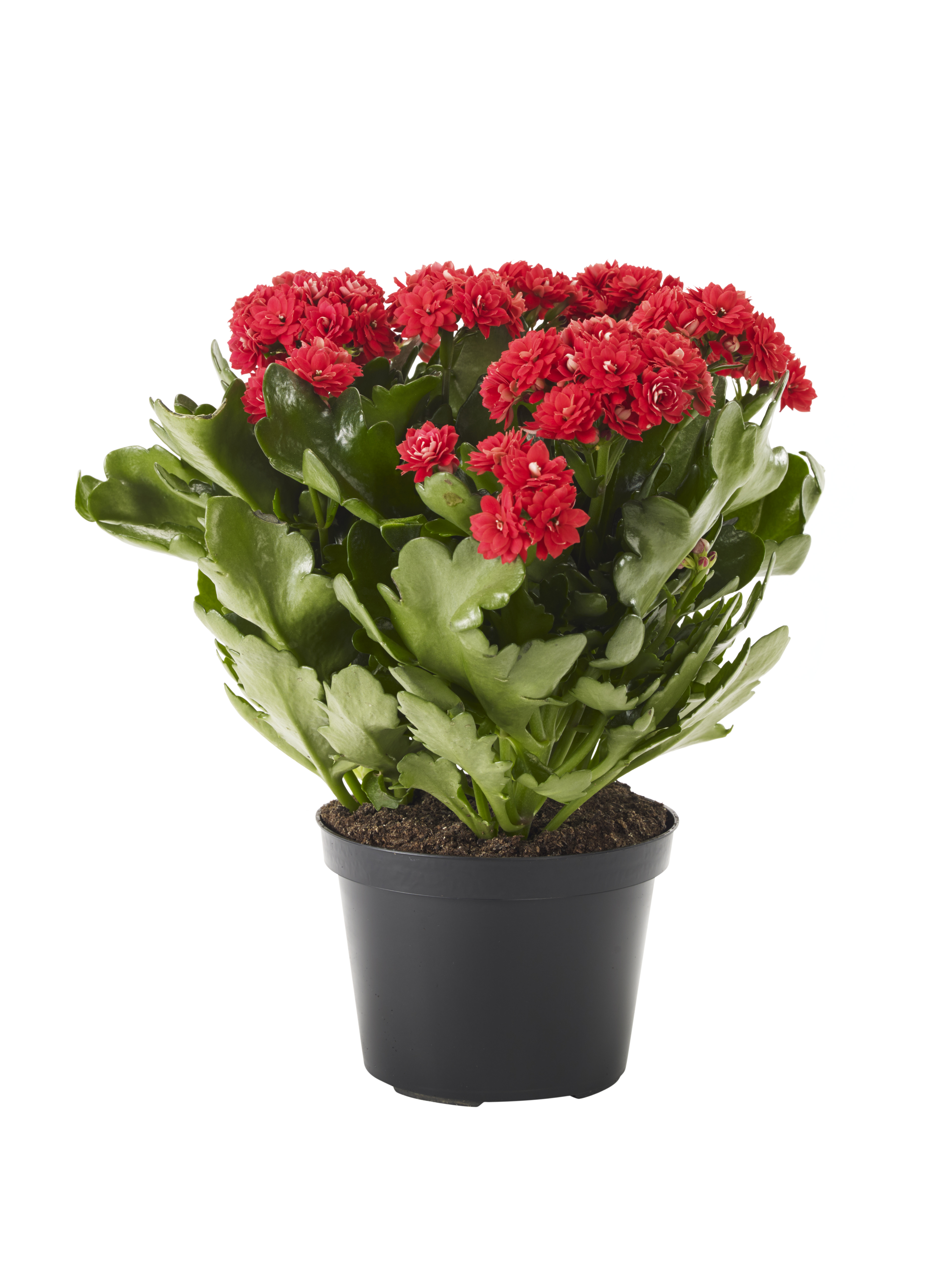 Kalanchoe