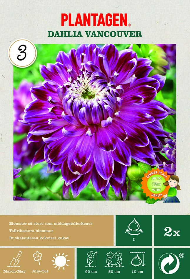 Dahlia Dinnerplate Vancouver (