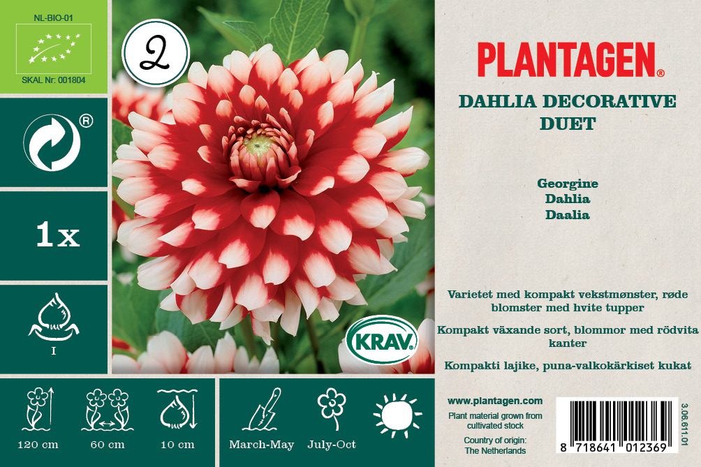 Dekorativdahlia 'Duet'