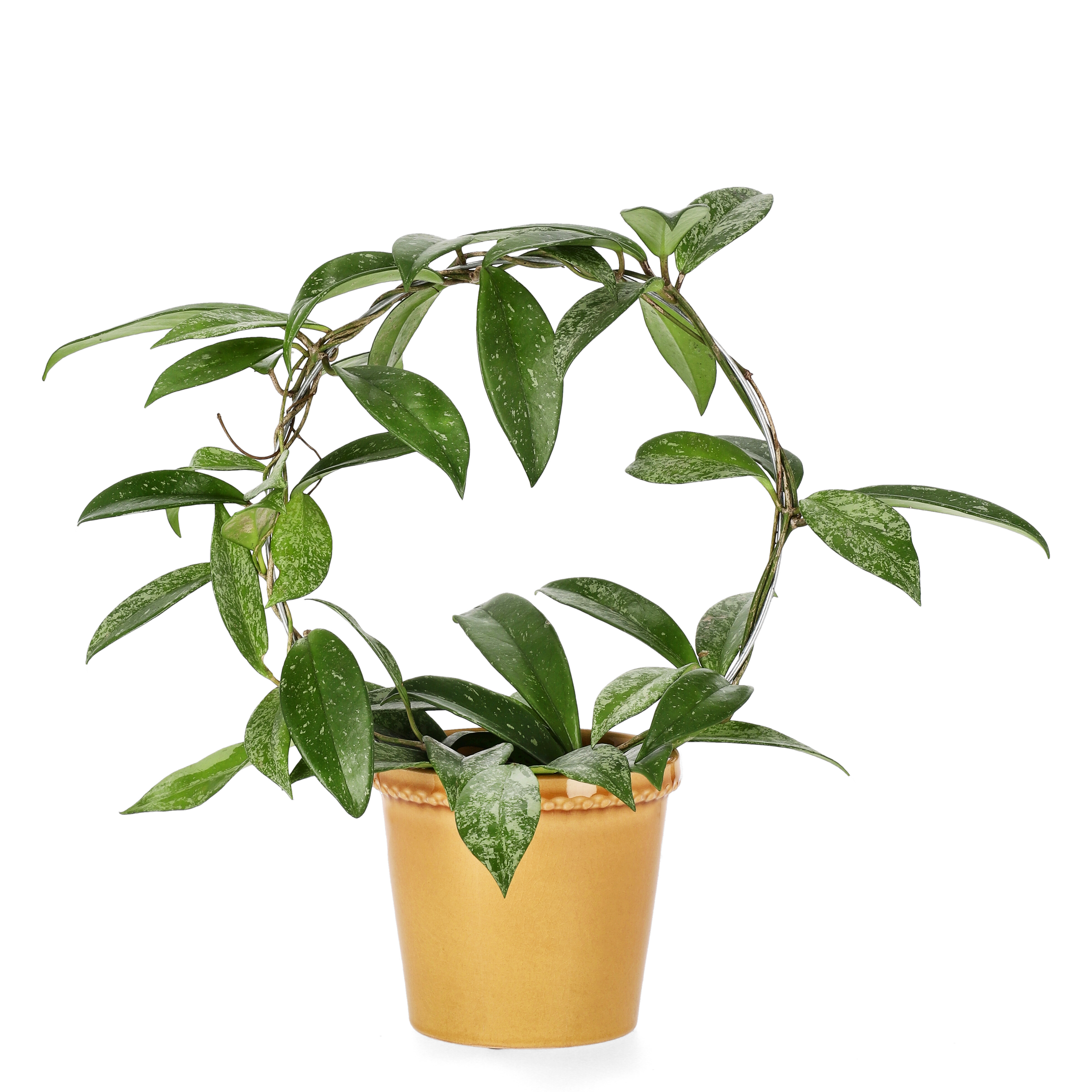 Elliot pot D13,5 yellow