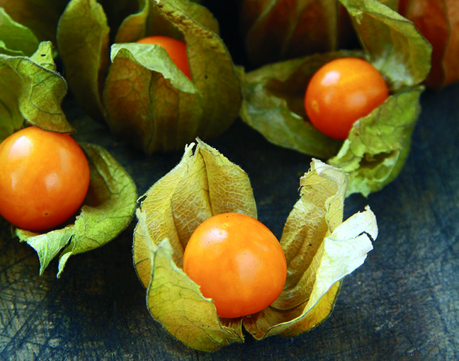 All N. Physalis 'Little lanterns' 10,5 cm