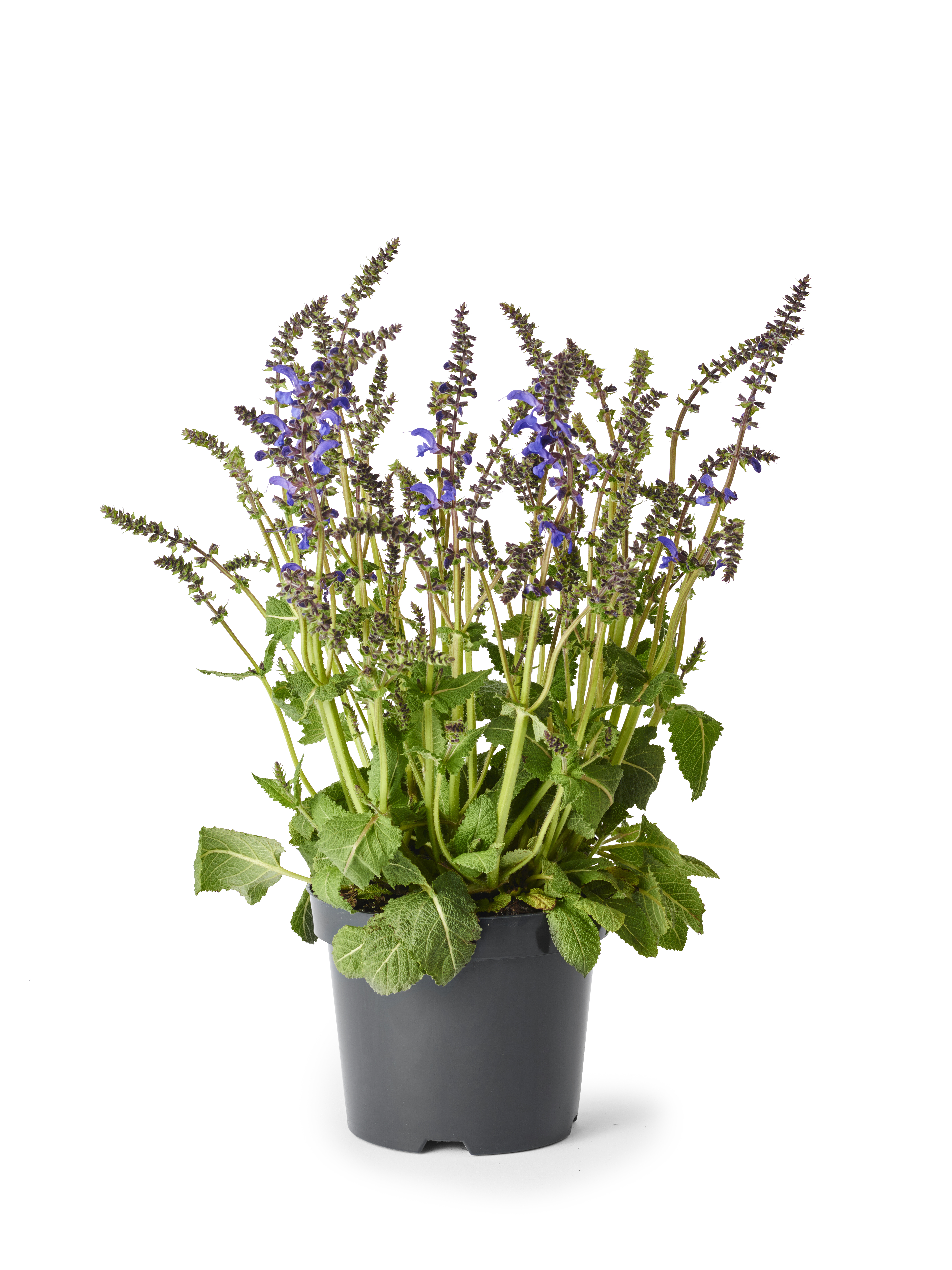 Salvia fashionista Blue 19cm