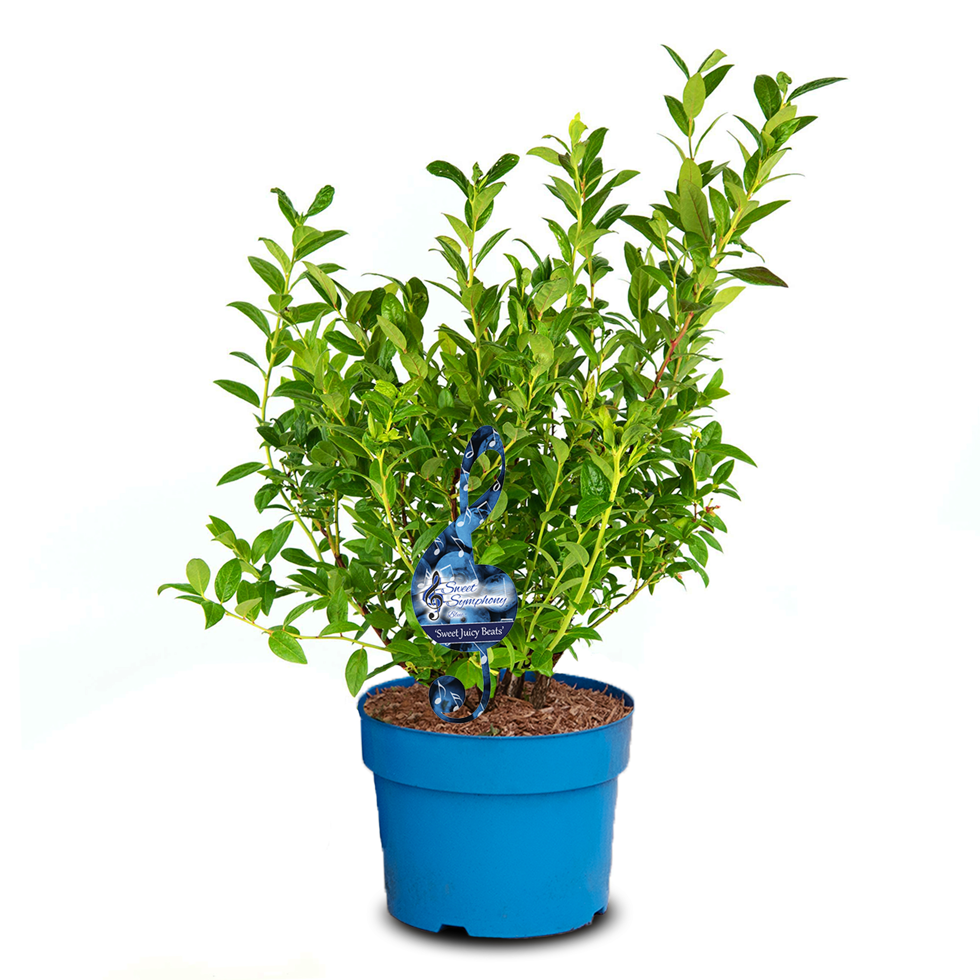 Hybridblåbär 'Sweet Juicy Beats'