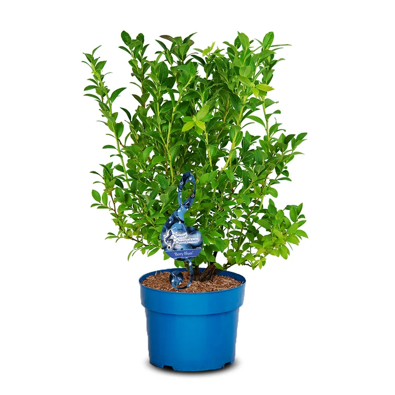 Hybridblåbär Berry Blues