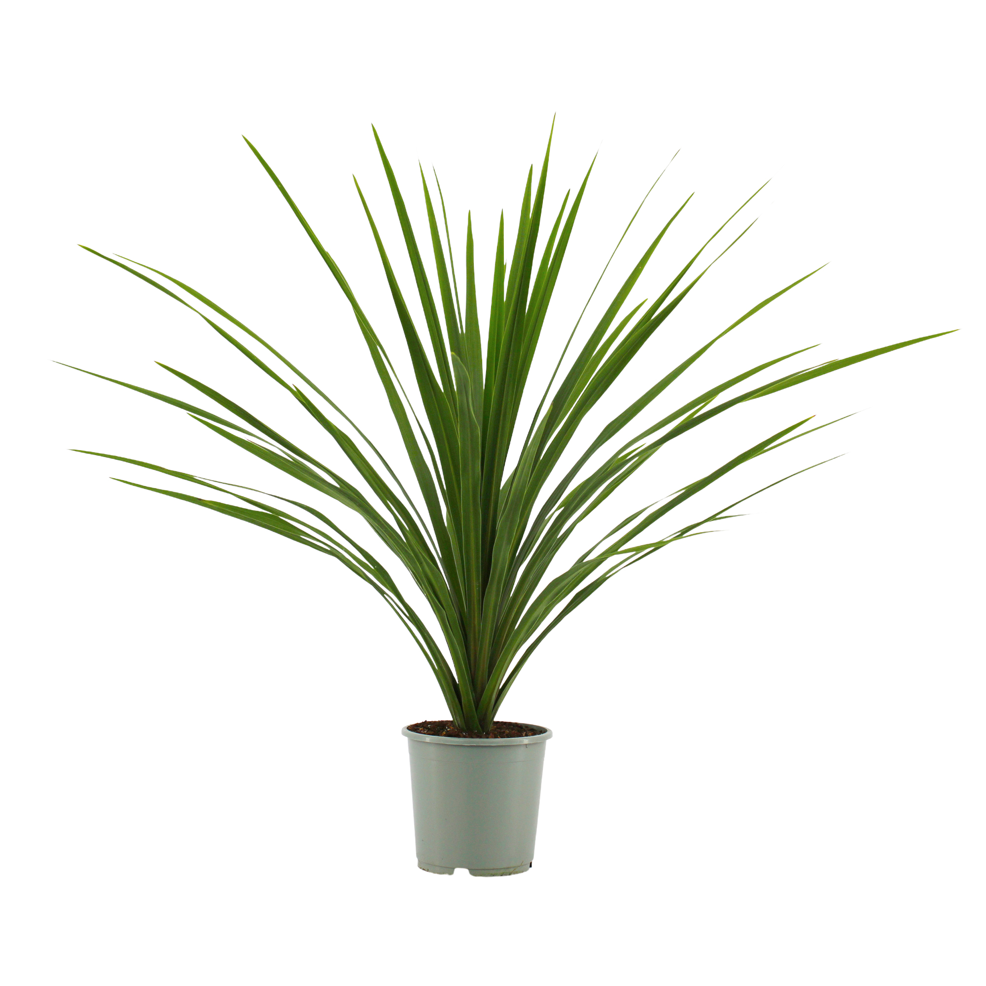 Cordyline 'Verde'