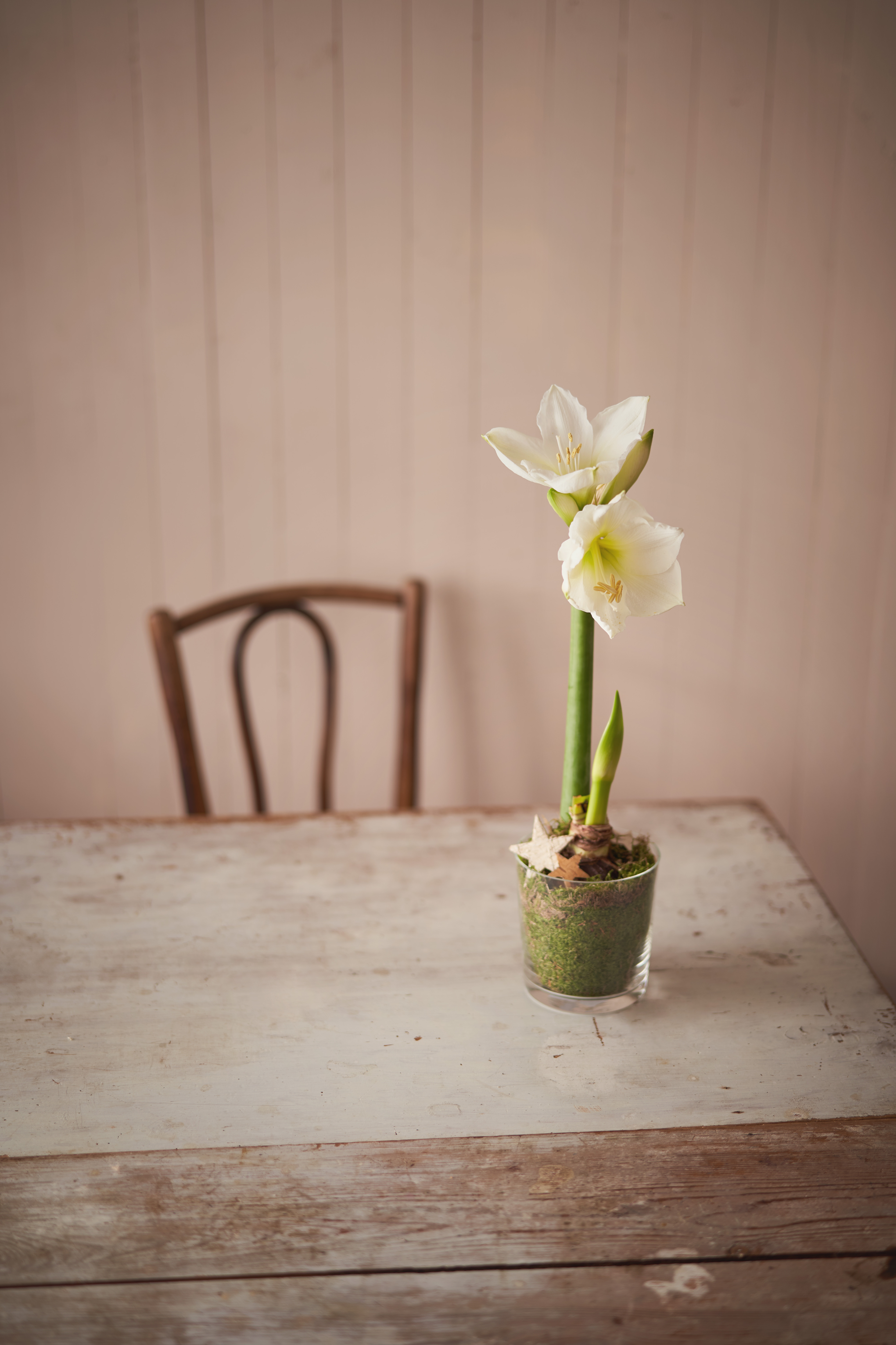 Amaryllis 2-stänglad