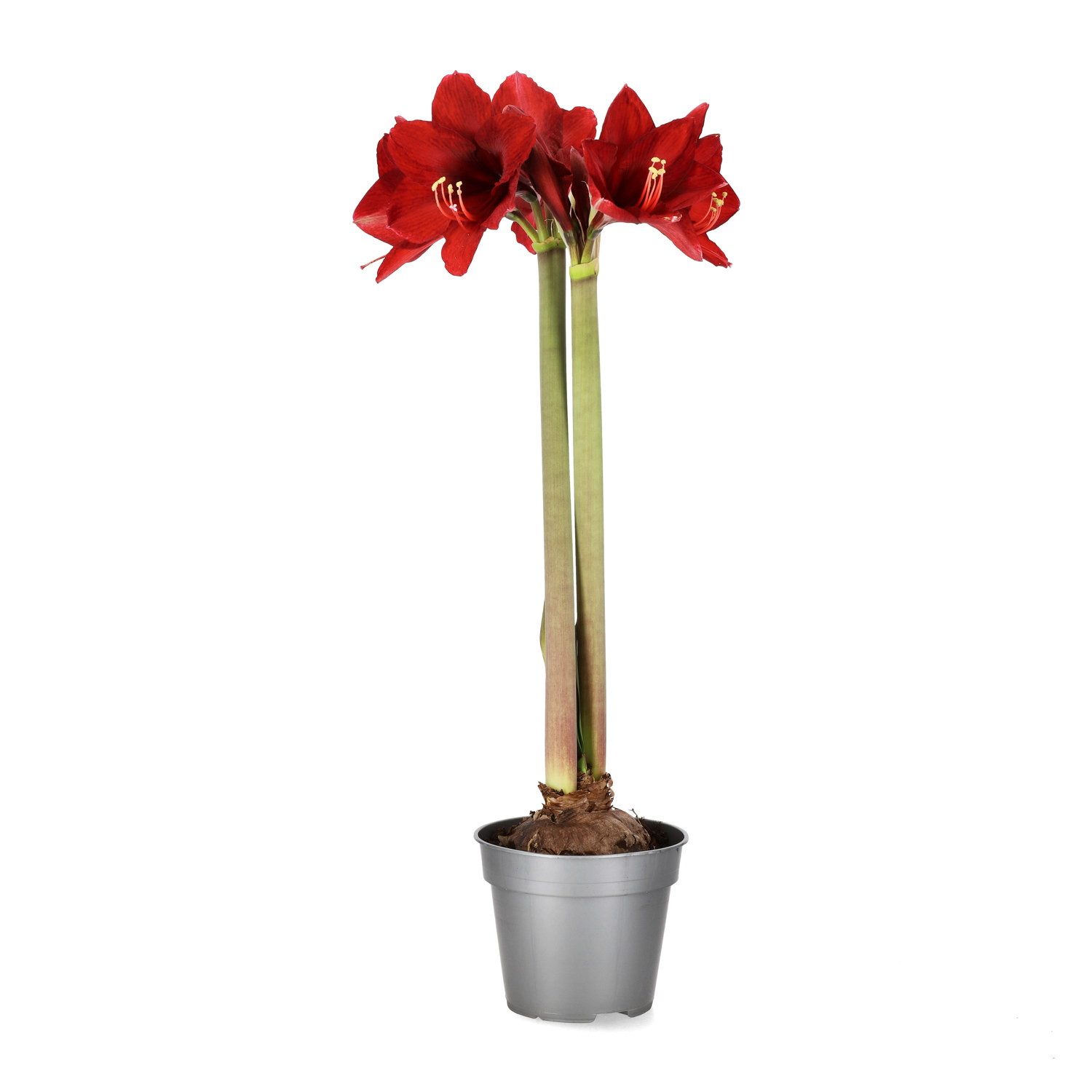 Amaryllis 2-grenet