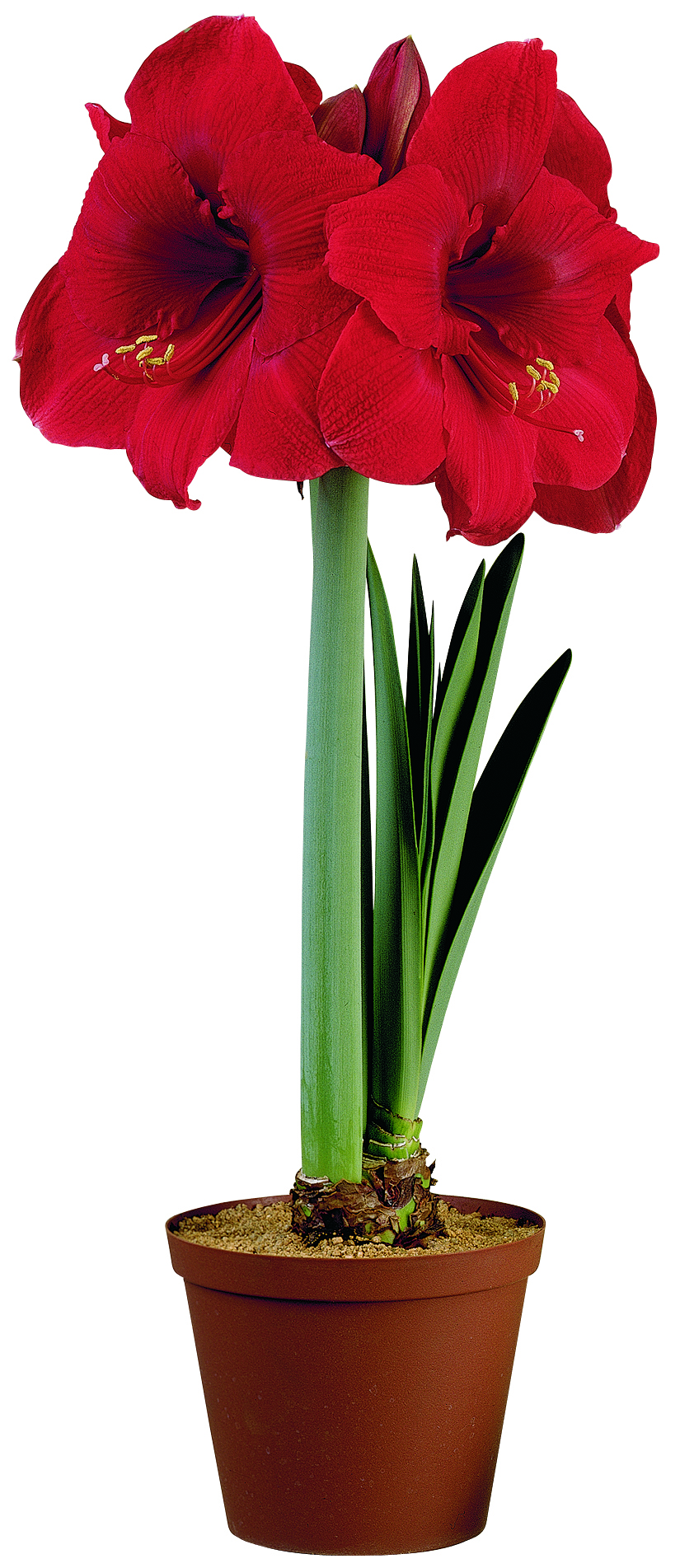 Hippeastrum 20+ Red 10,5 cm