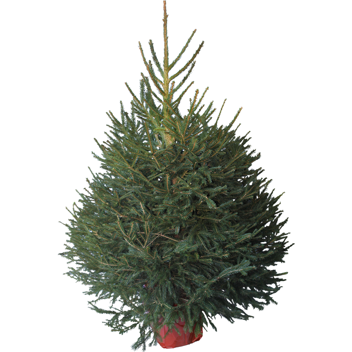 Picea abies 130 cm 27 cm