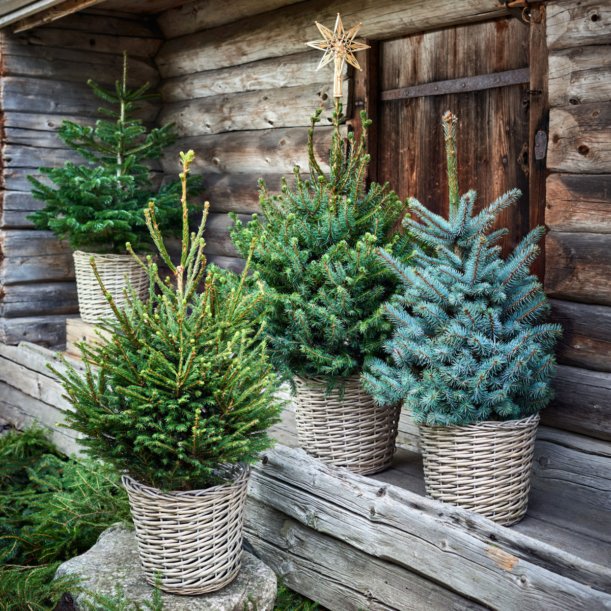 Picea abies 130 cm 27 cm