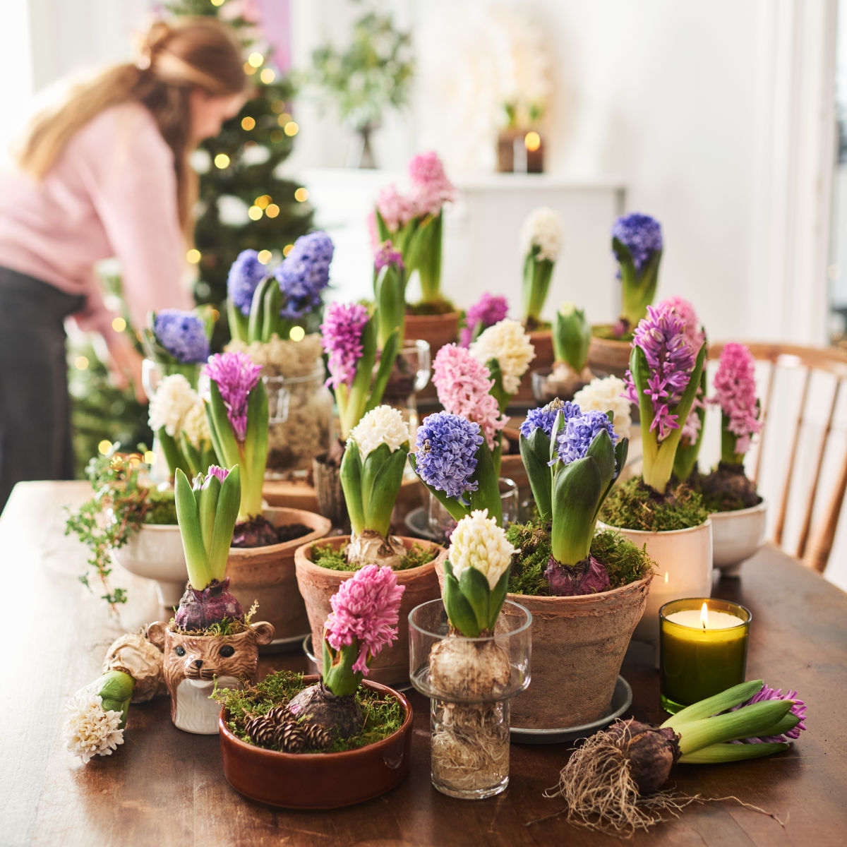 Hyacinthus 19+ White 9 cm
