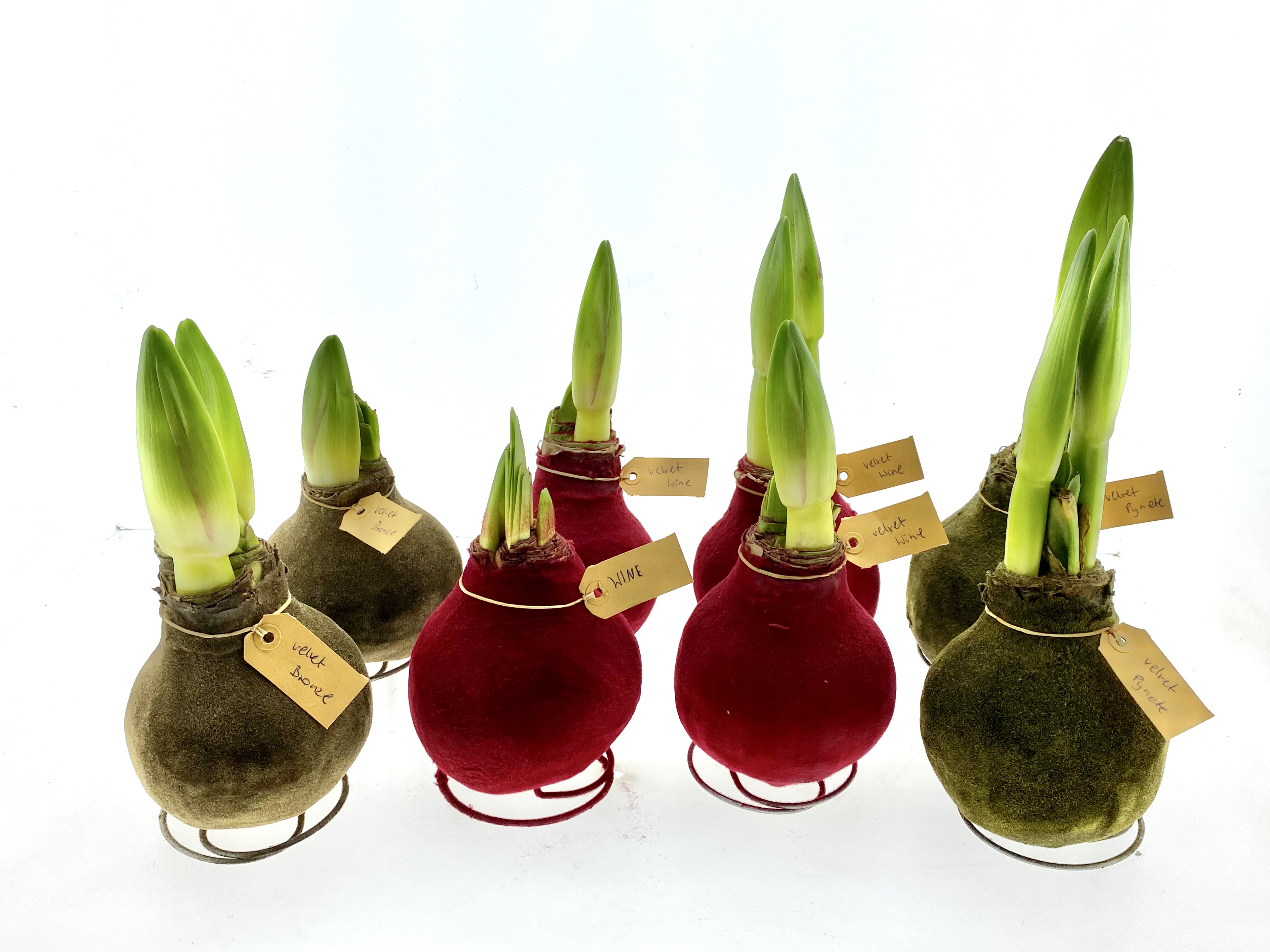 Hippeastrum Wax Velvet
