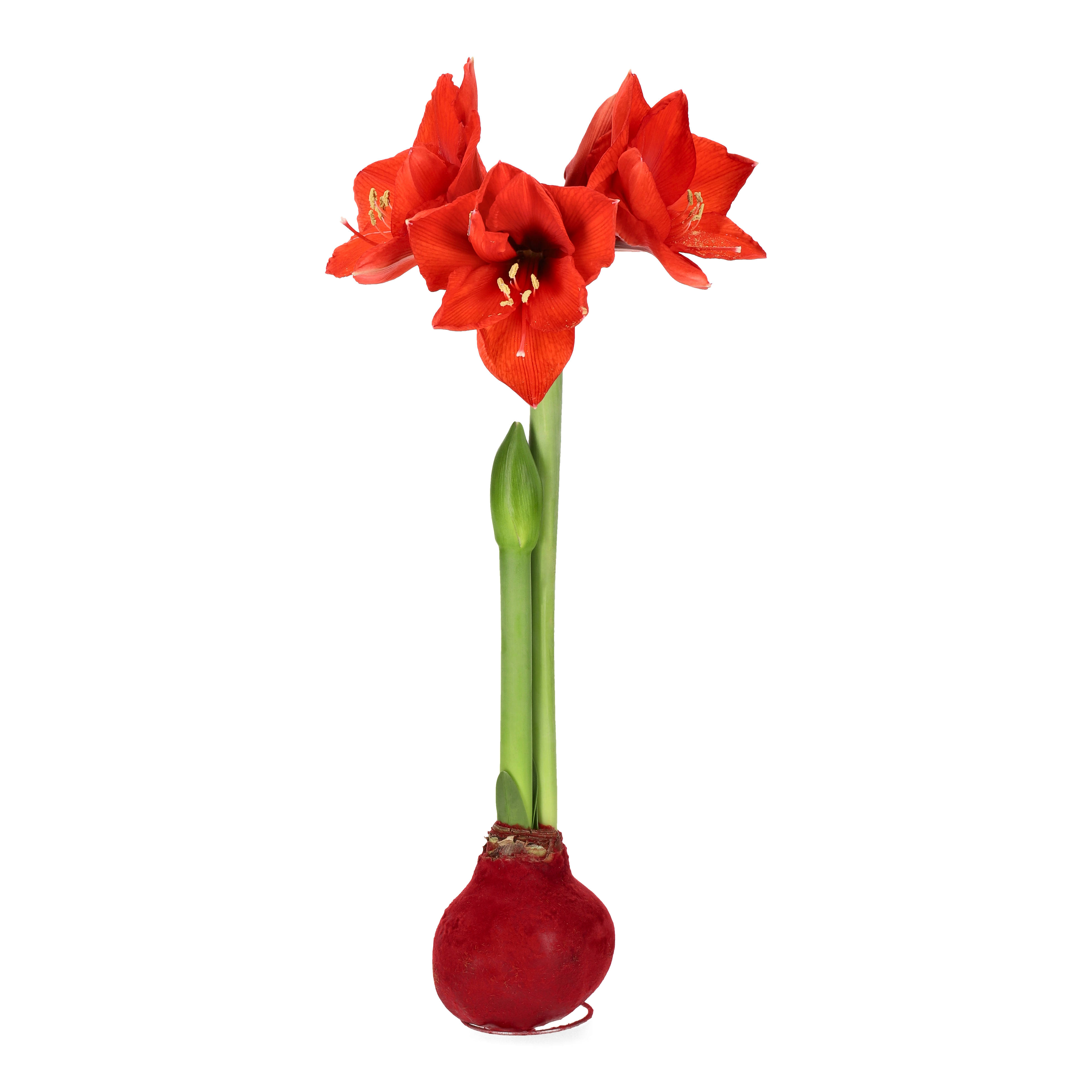 Hippeastrum Wax Velvet