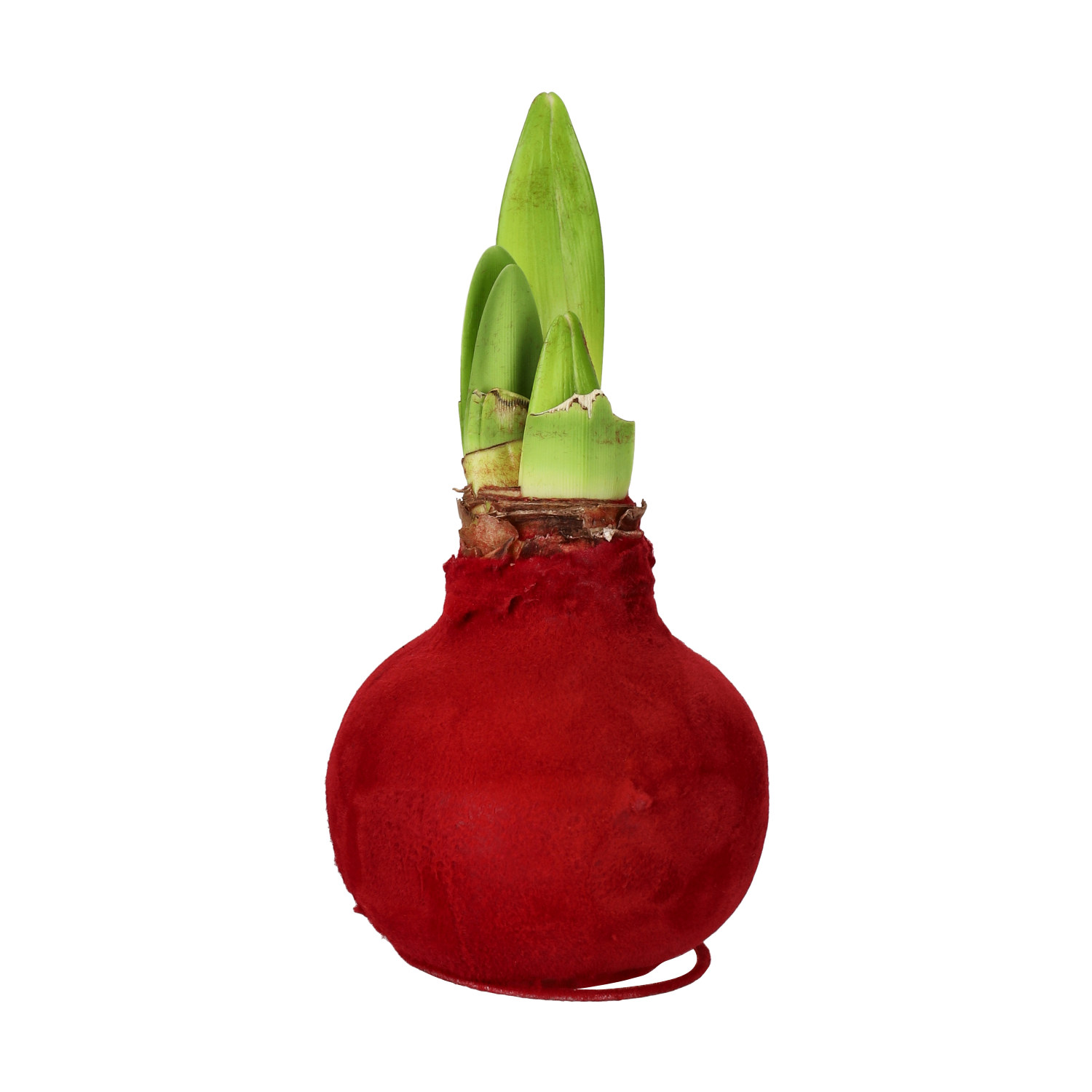 Hippeastrum Wax Velvet