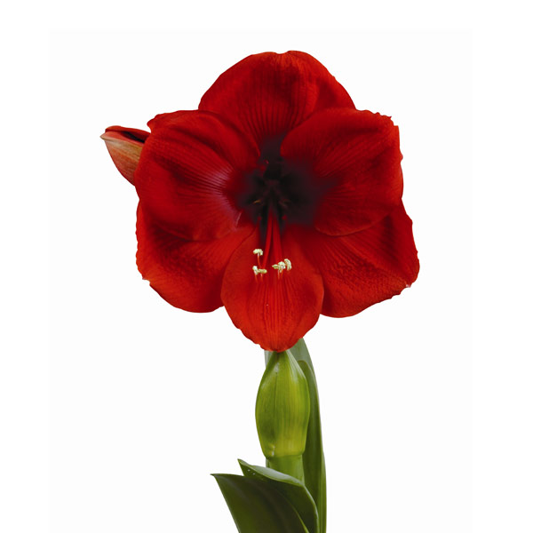 Amaryllis 'Cayenne' 2-stänglad