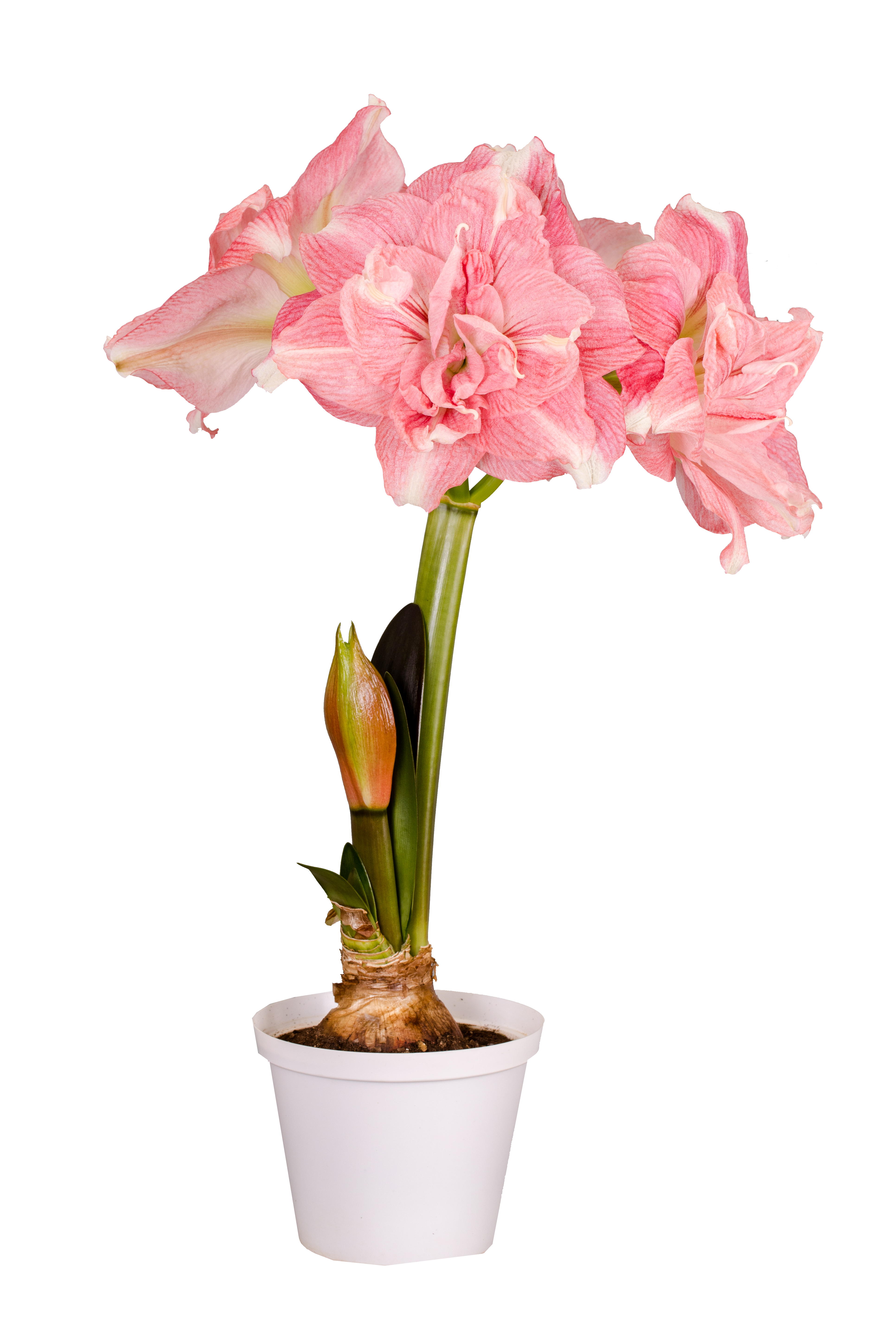 Hippeastrum 32+ 'Rozetta' 14 cm