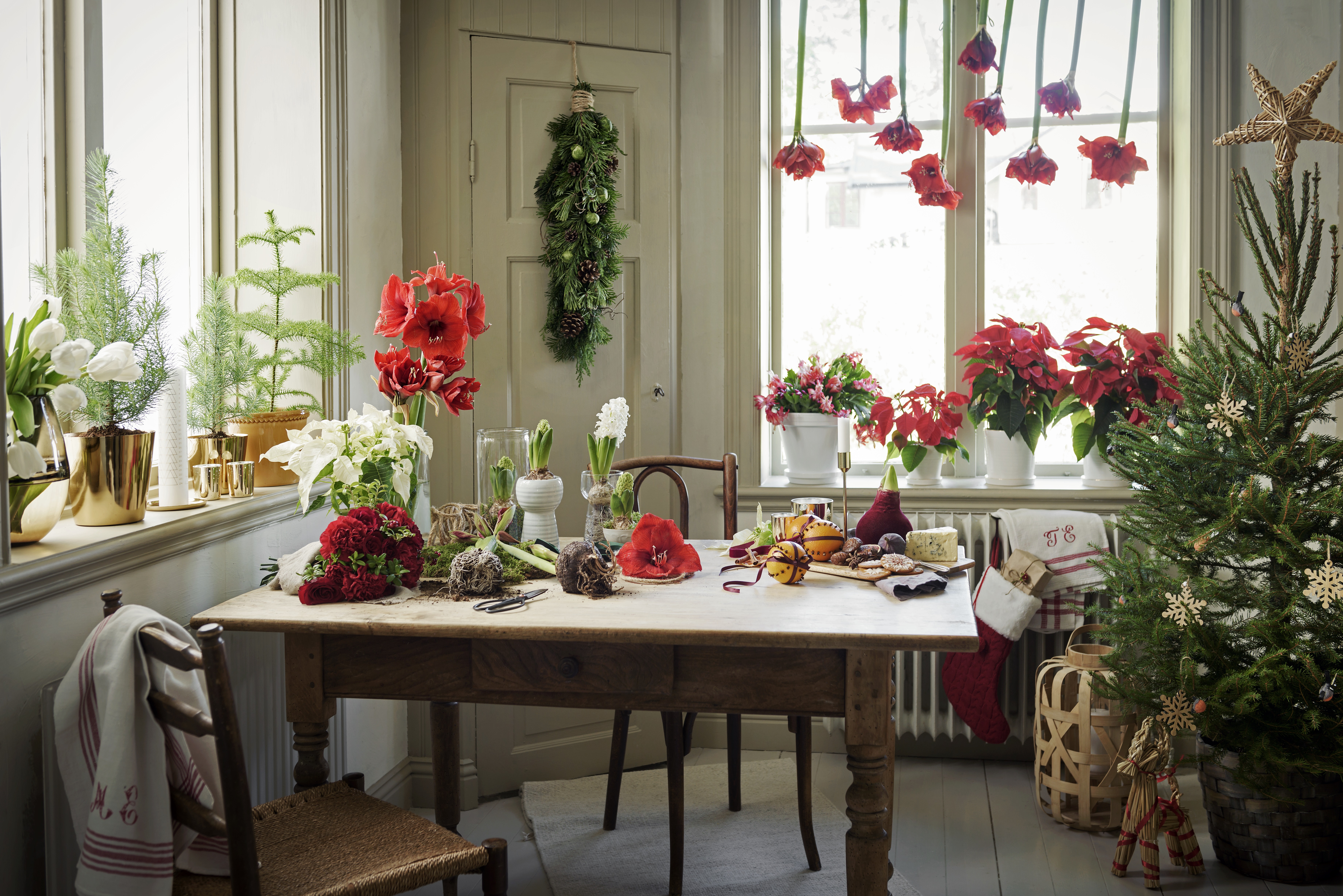 Amaryllis 'Cayenne' 2-stänglad