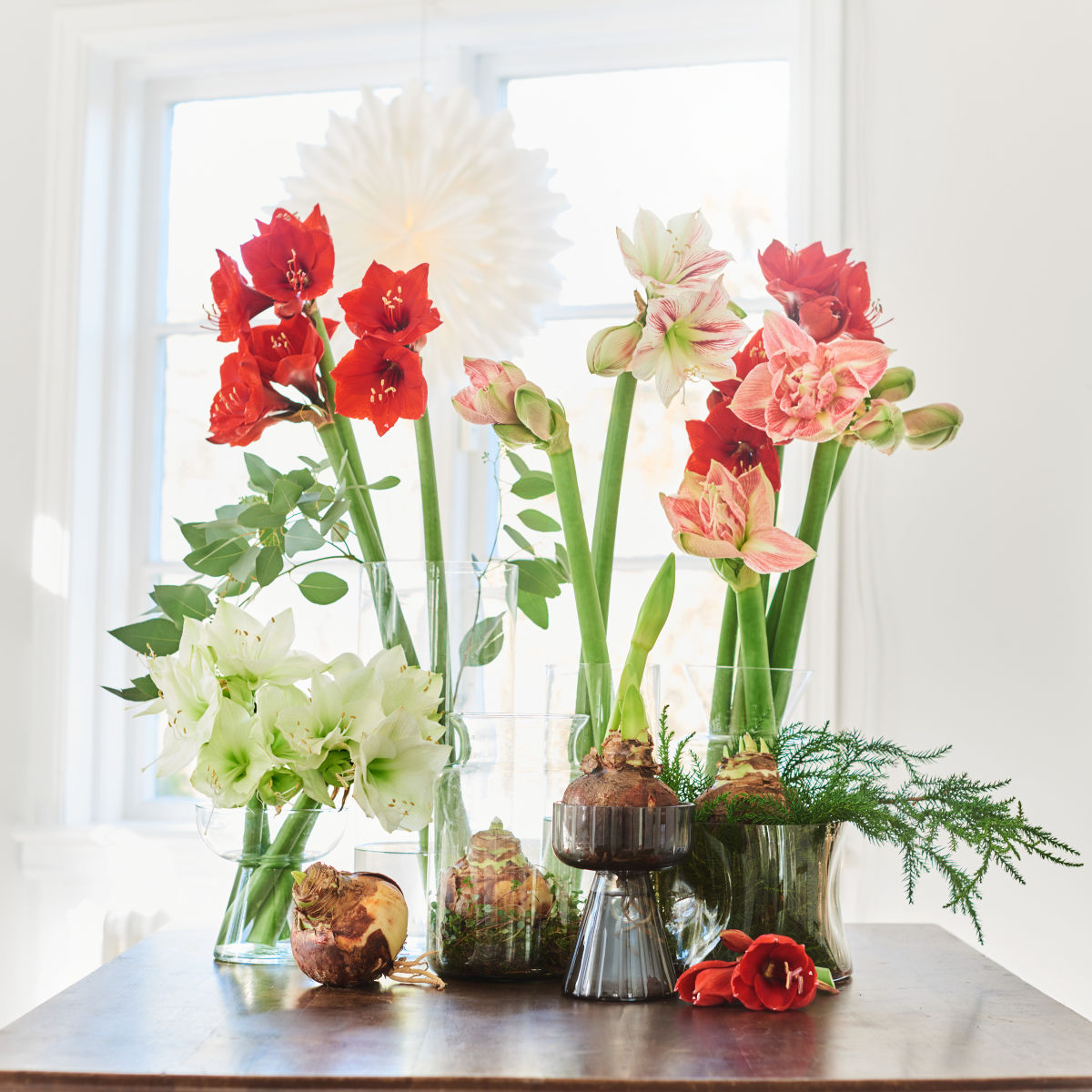 Hippeastrum 32+ 'Rozetta' 14 cm