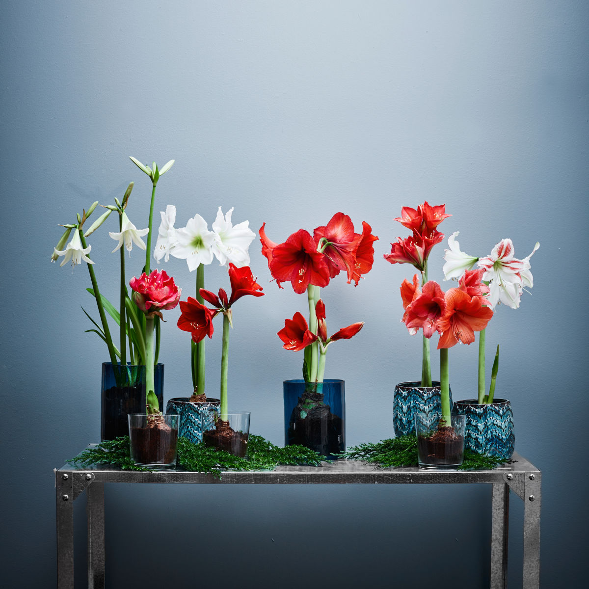 Amaryllis 'Cayenne' 2-stänglad