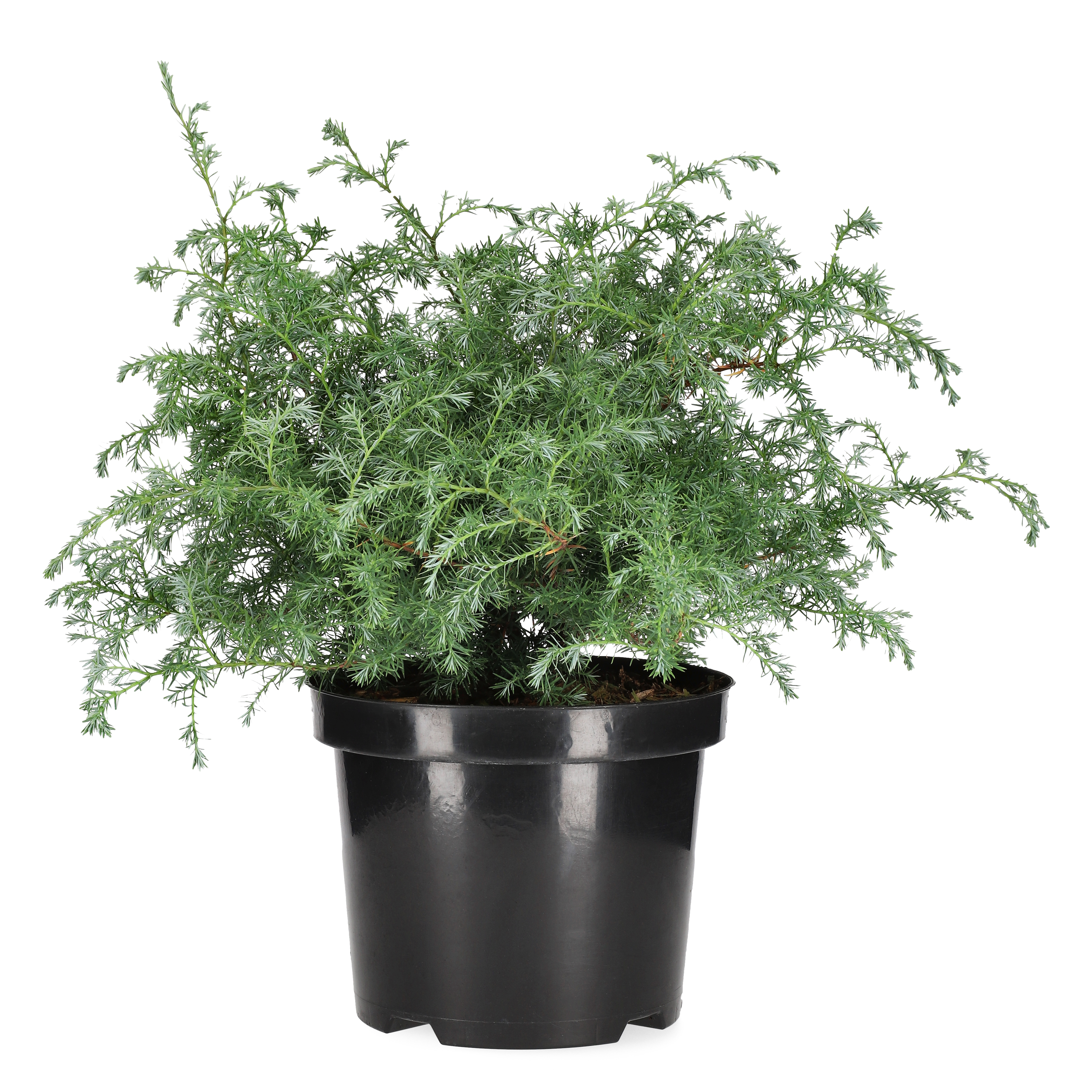 Ärtcypress 'Squarrosa'