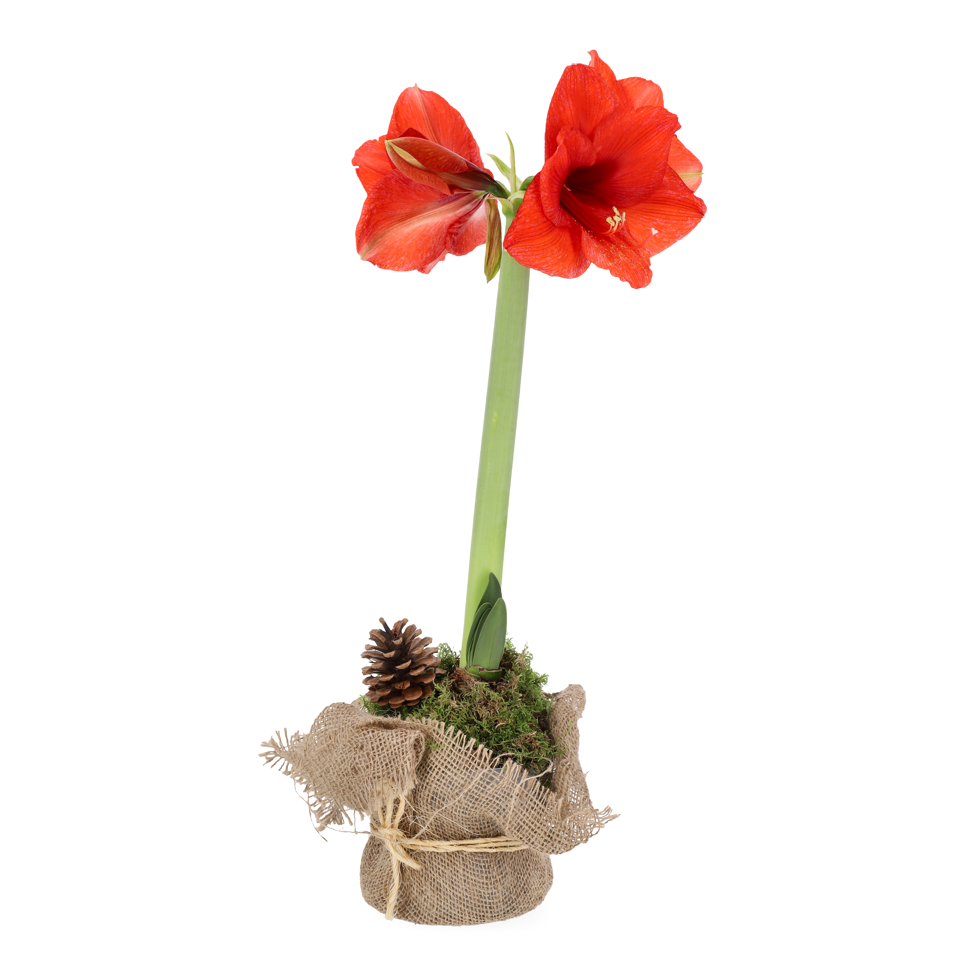 Hippeastrum 30+ Rondella Red 14 cm