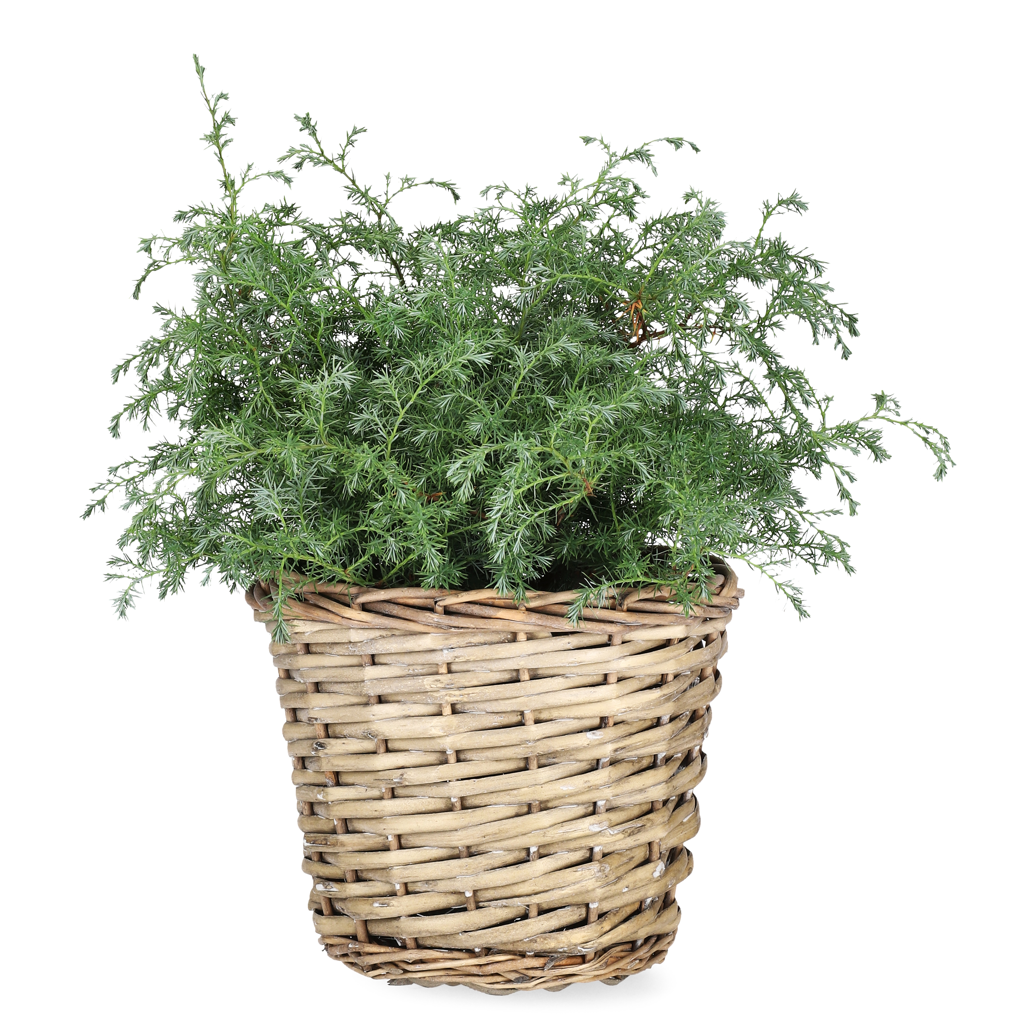 Ärtcypress 'Squarrosa'