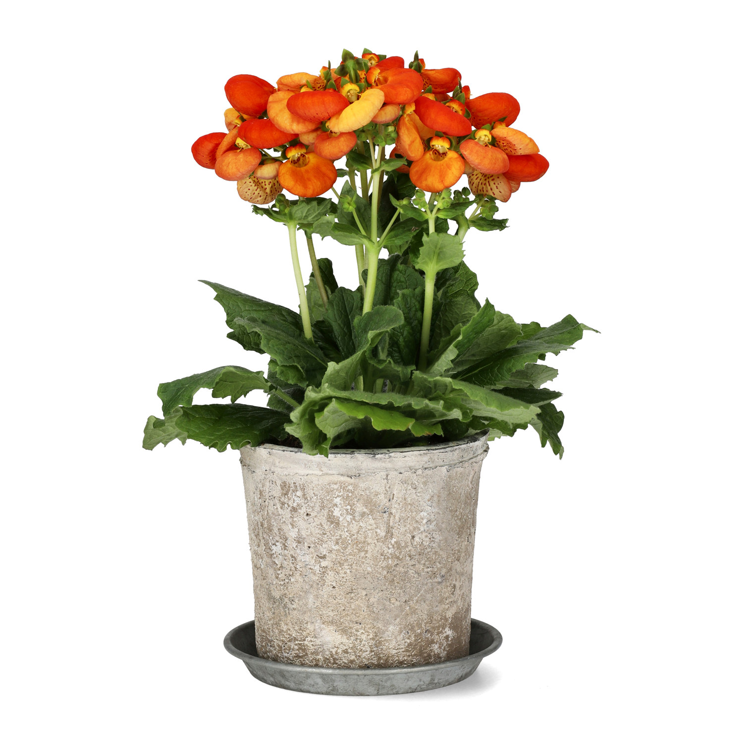 Saucer zinc D16 grey